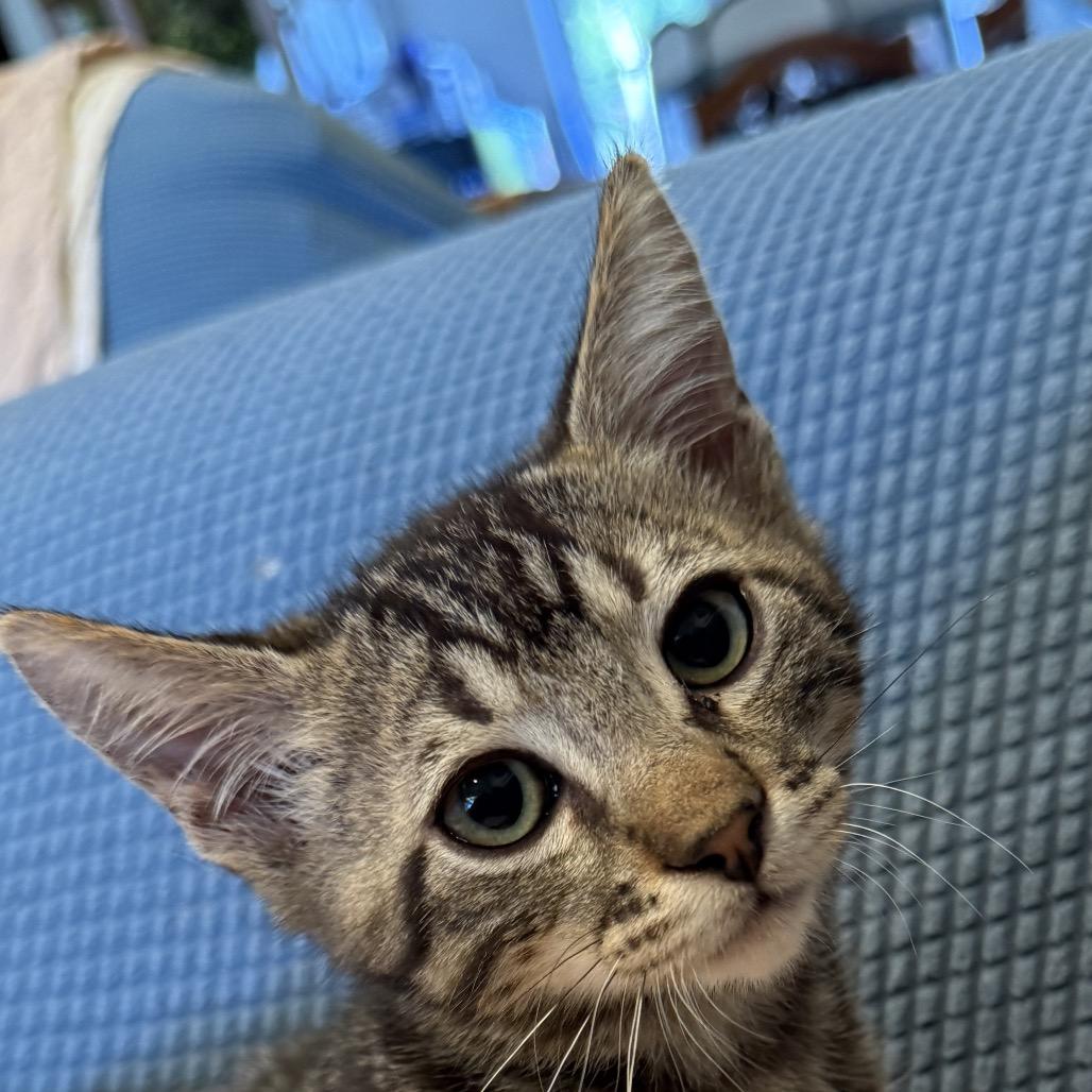 Jack, Adoptable, Young Male Domestic Short Hair.