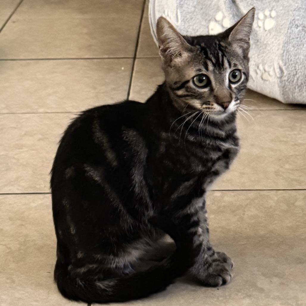 Jack, a Adoptable Domestic Short Hair in Tustin, CA image 2/4