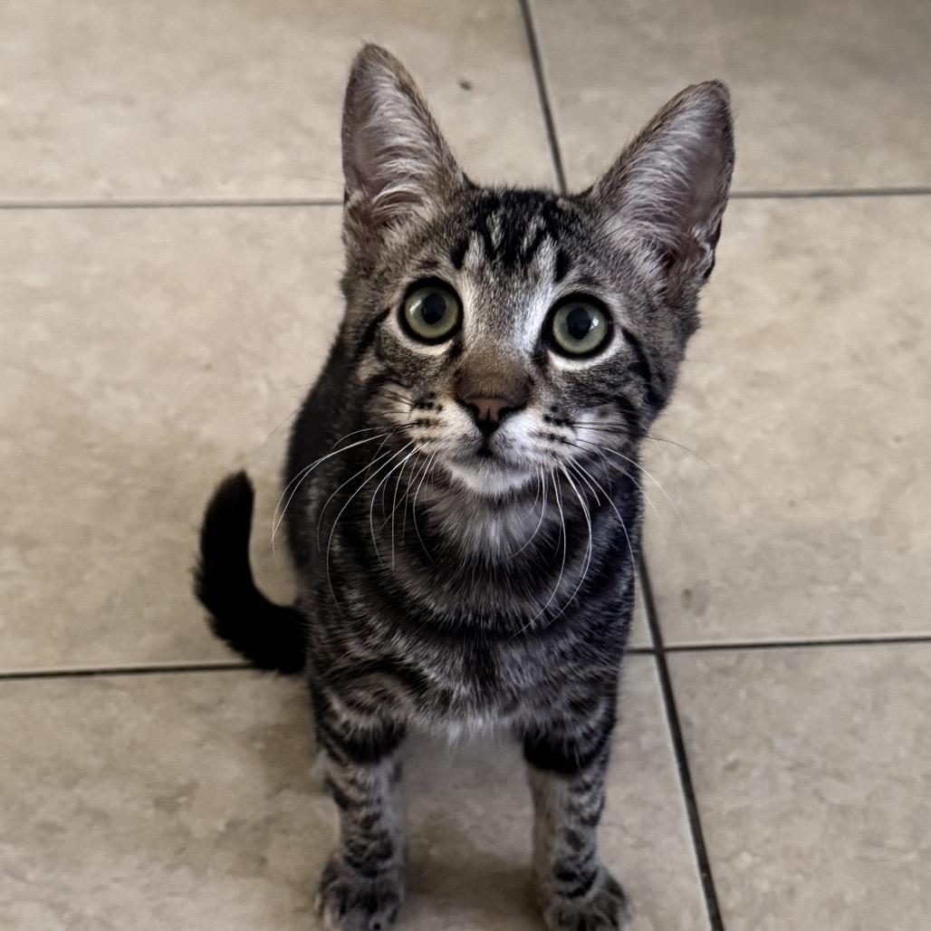 Jack, a Adoptable Domestic Short Hair in Tustin, CA image 3/4