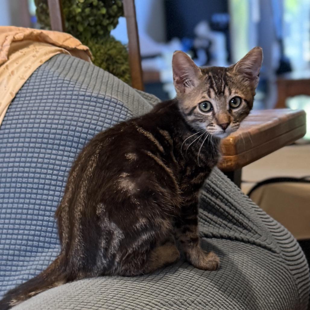 Jack, a Adoptable Domestic Short Hair in Tustin, CA image 4/4