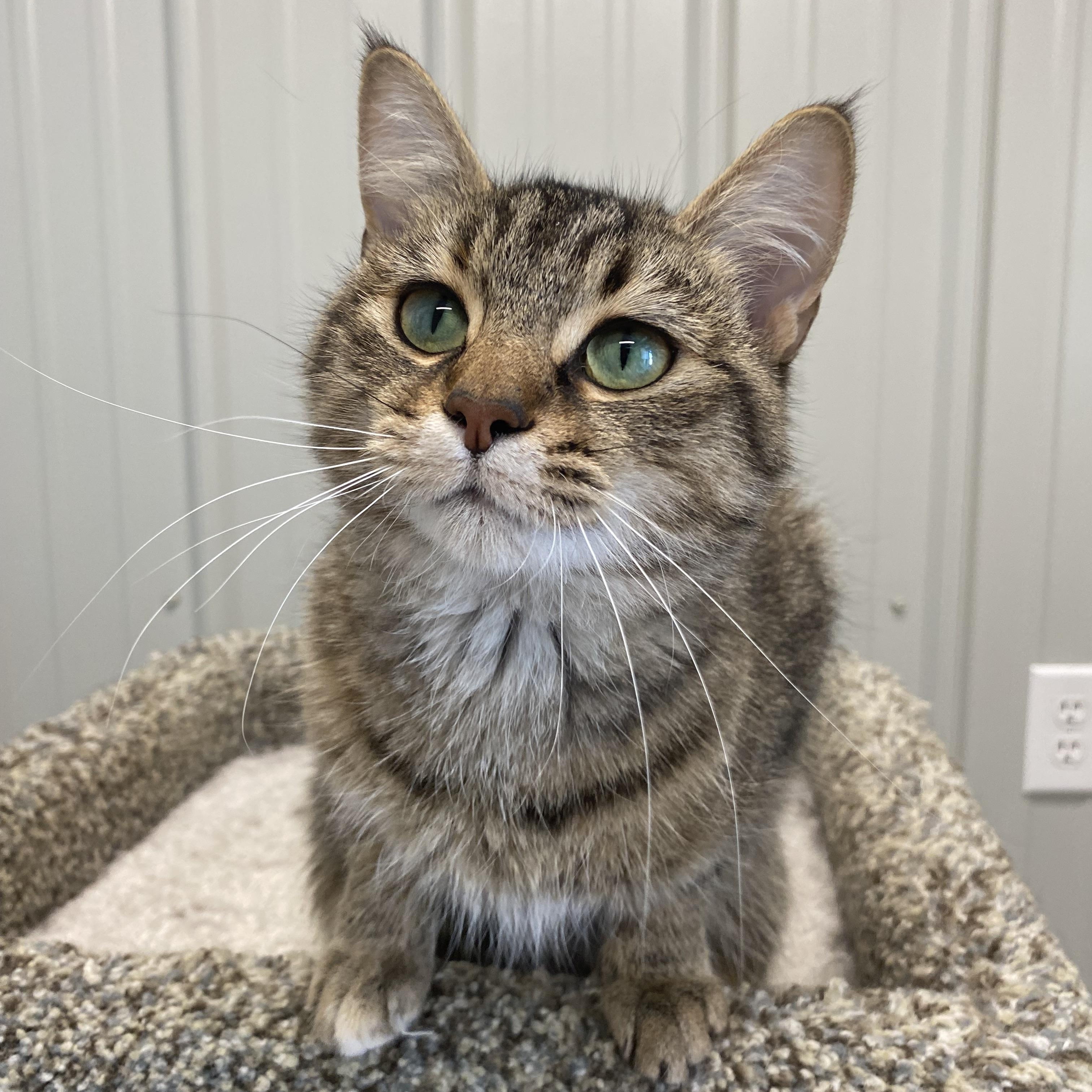 Enlarge Marmalade, a ADOPTABLE Domestic Short Hair in Melfort, SK image 2/2