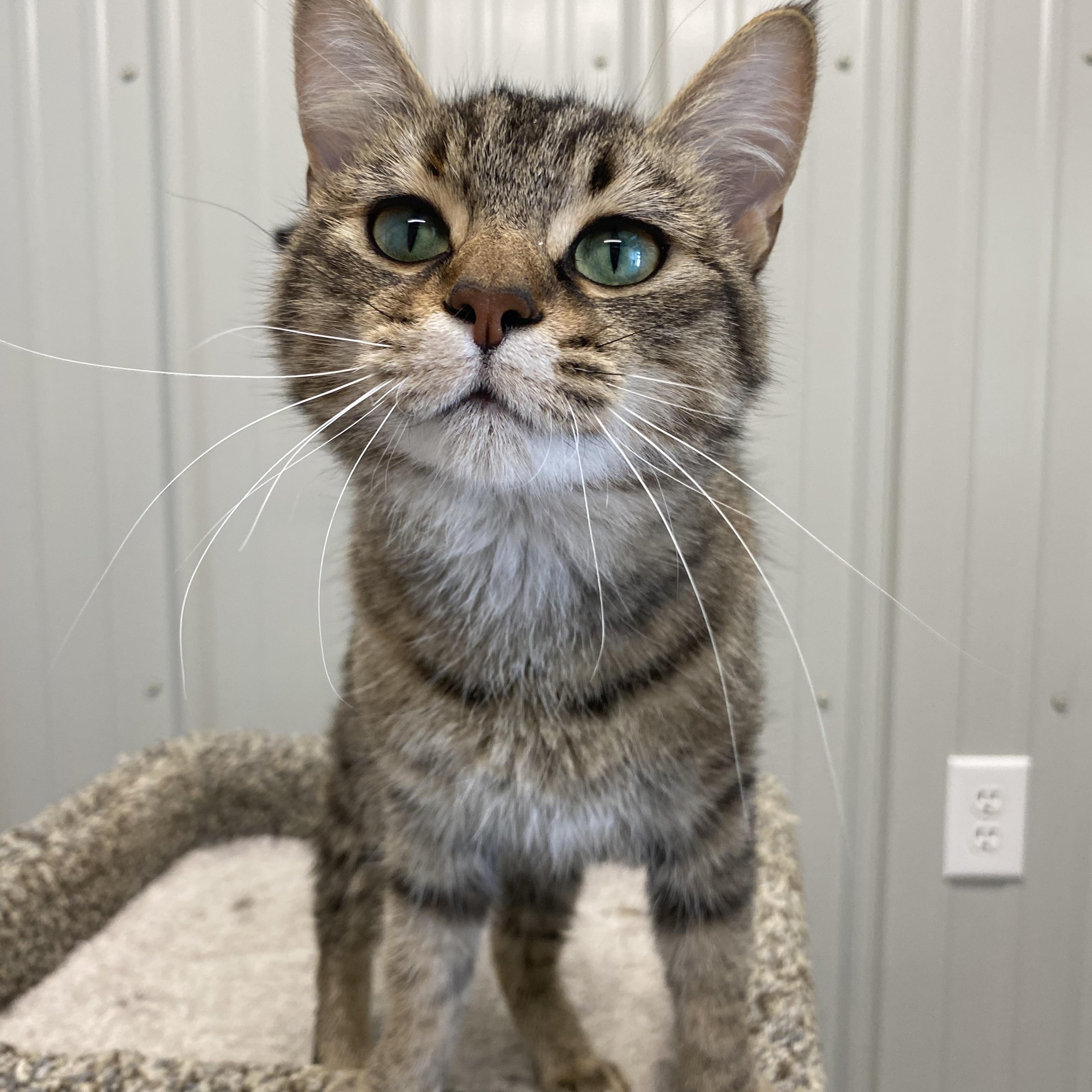 Enlarge Marmalade, a ADOPTABLE Domestic Short Hair in Melfort, SK image 1/2