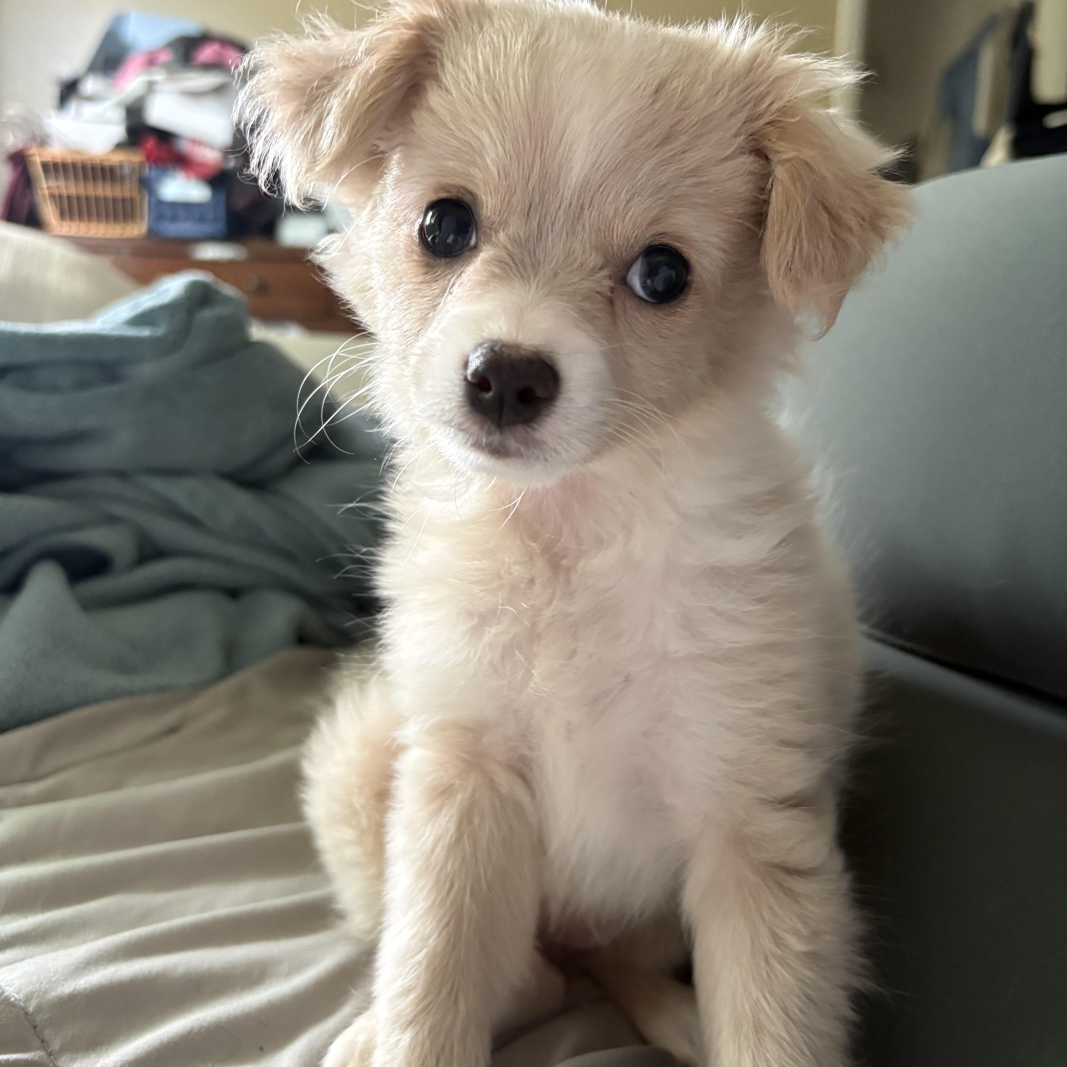 Enlarge Lulu, an adopted mixed breed in Reedley, CA image 1/5