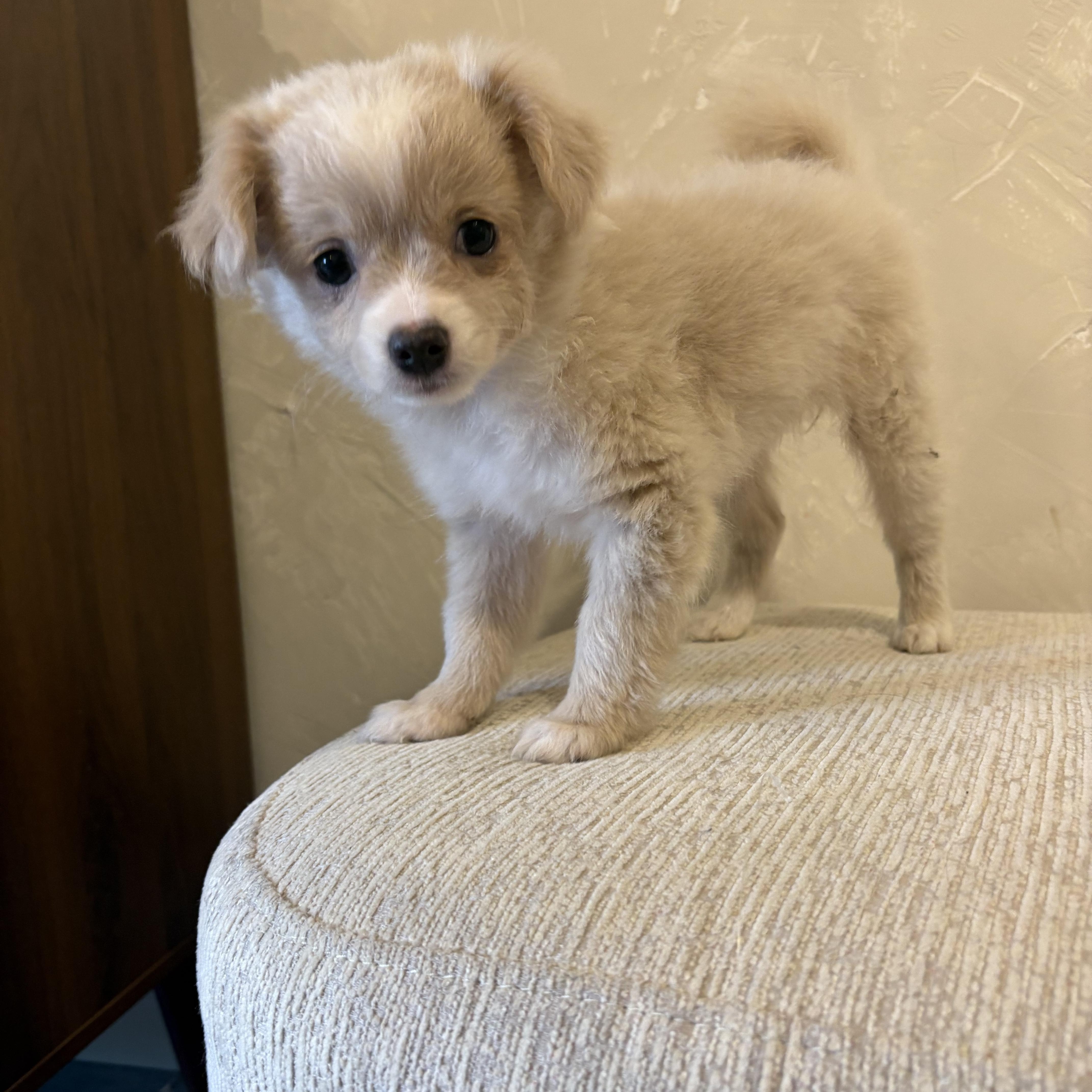 Enlarge Lulu, an adopted mixed breed in Reedley, CA image 4/5