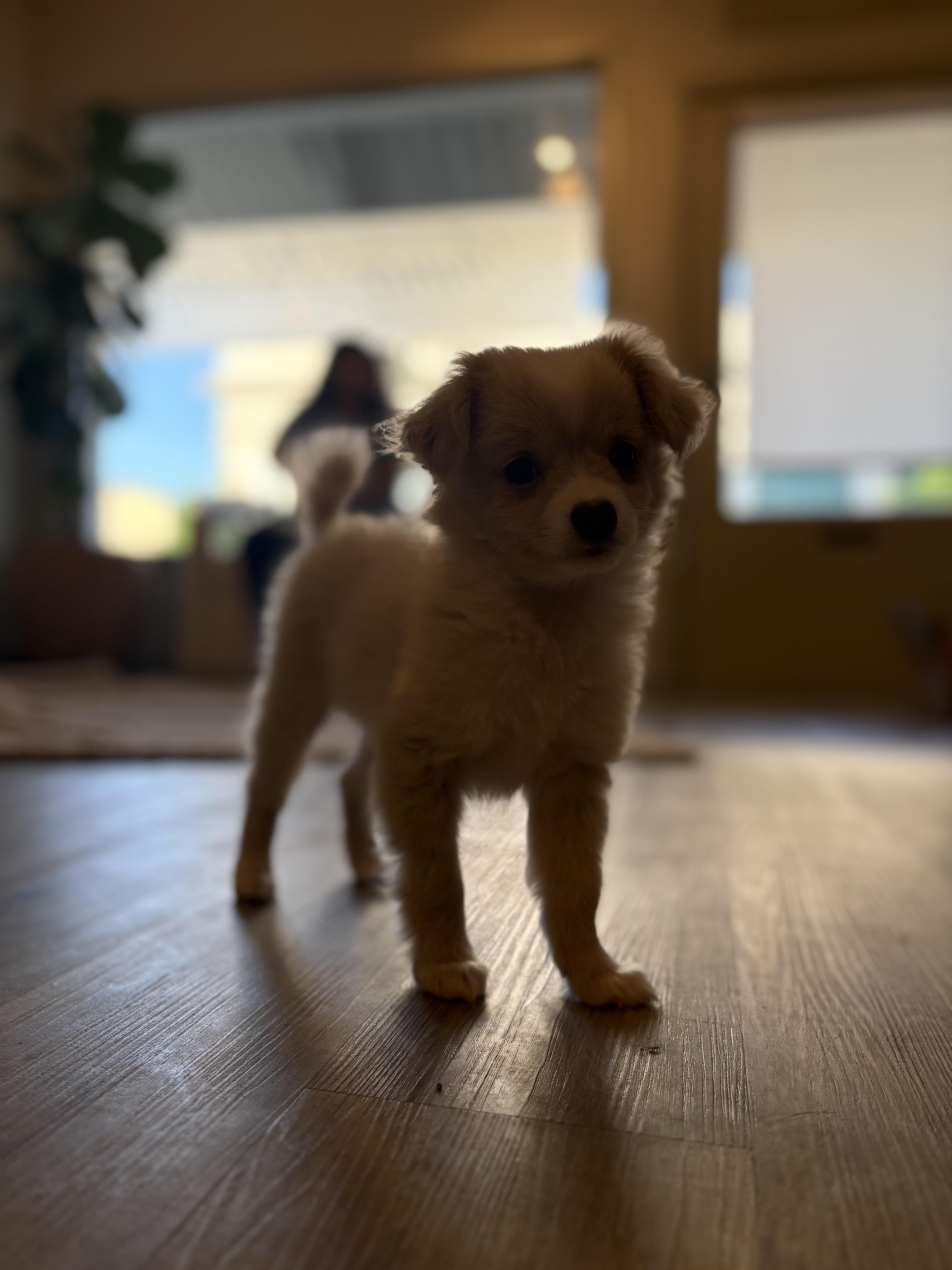 Enlarge Lulu, an adopted mixed breed in Reedley, CA image 5/5