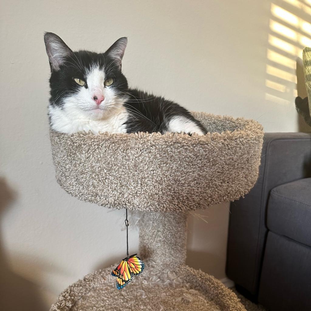 Wheat — thumbnail 4