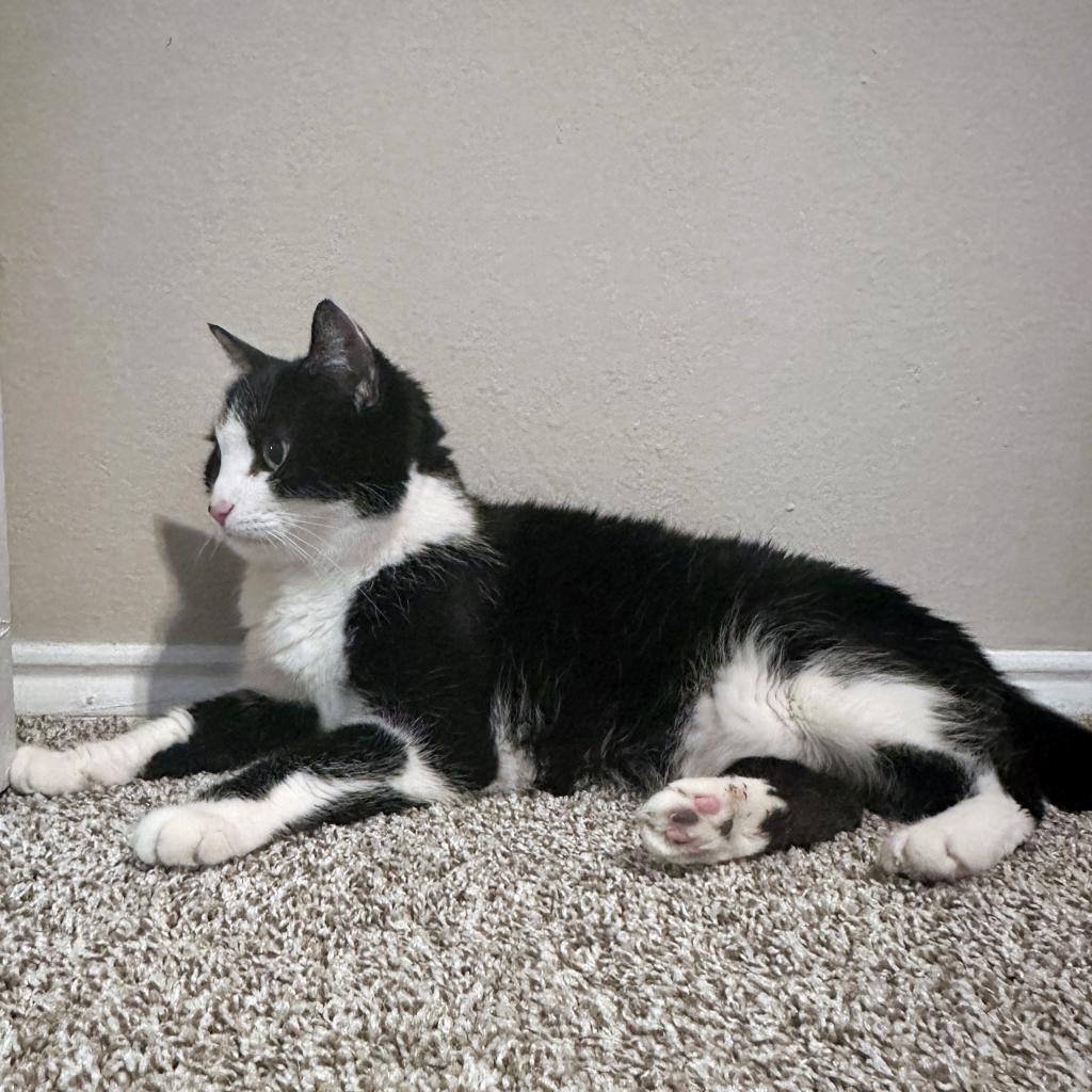 Wheat — thumbnail 5