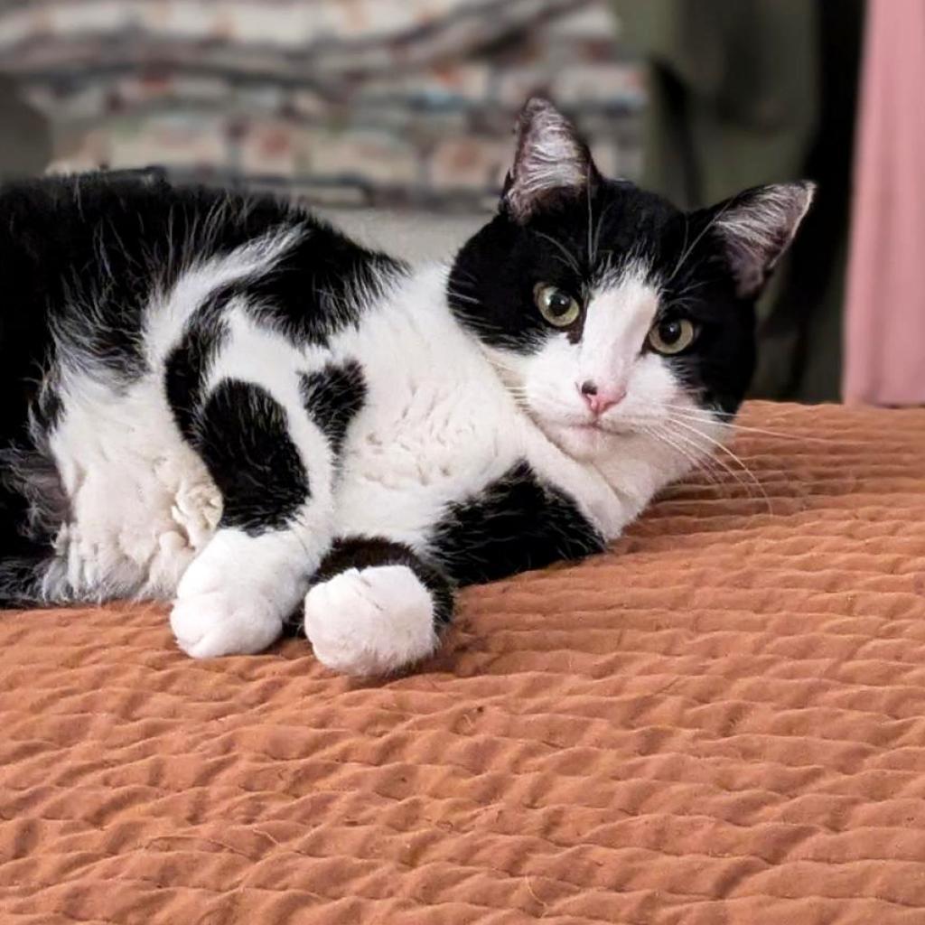 Wheat — thumbnail 6