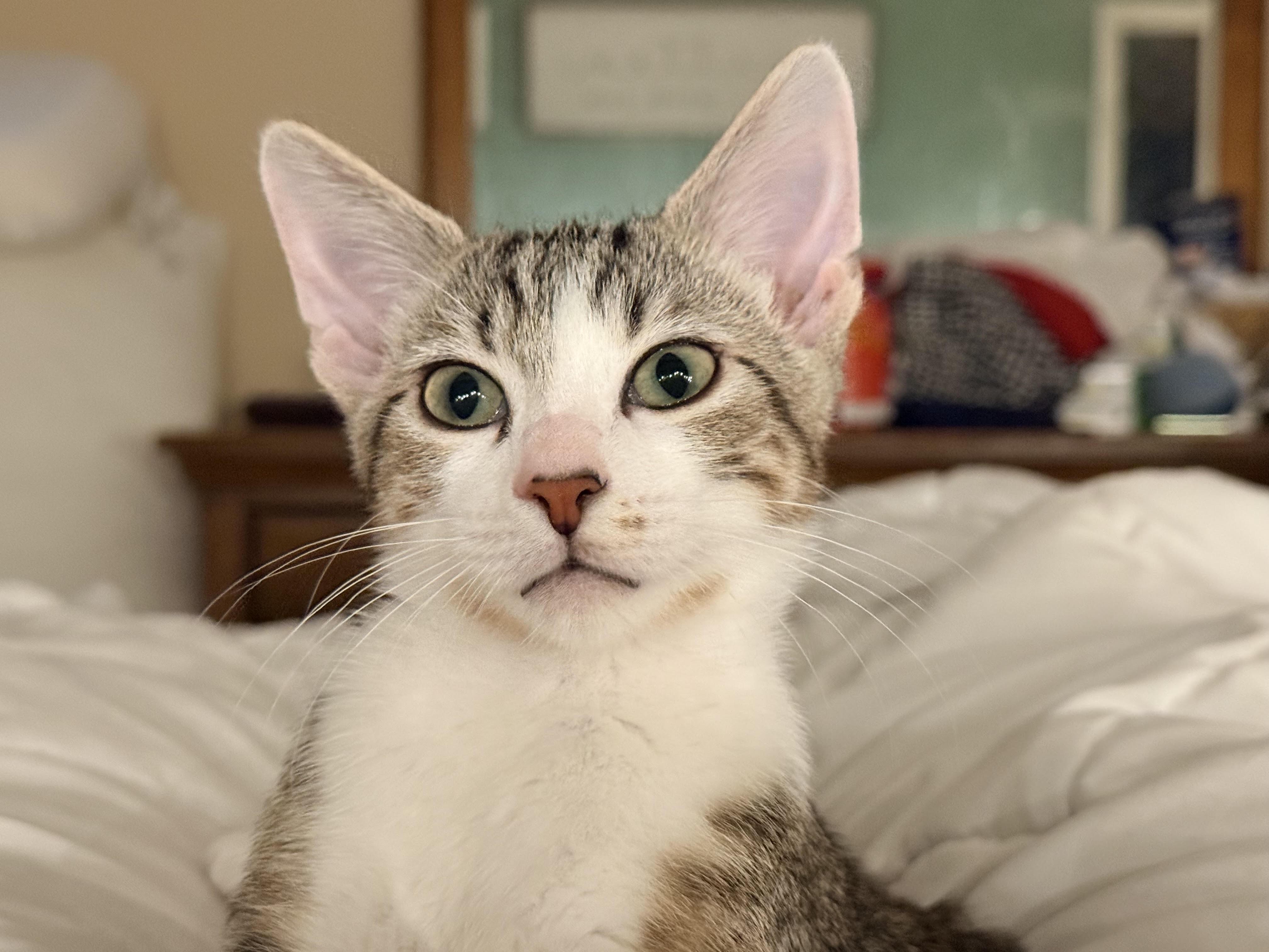 Enlarge Baylor, a Adoptable Domestic Short Hair in Herculaneum, MO image 3/3