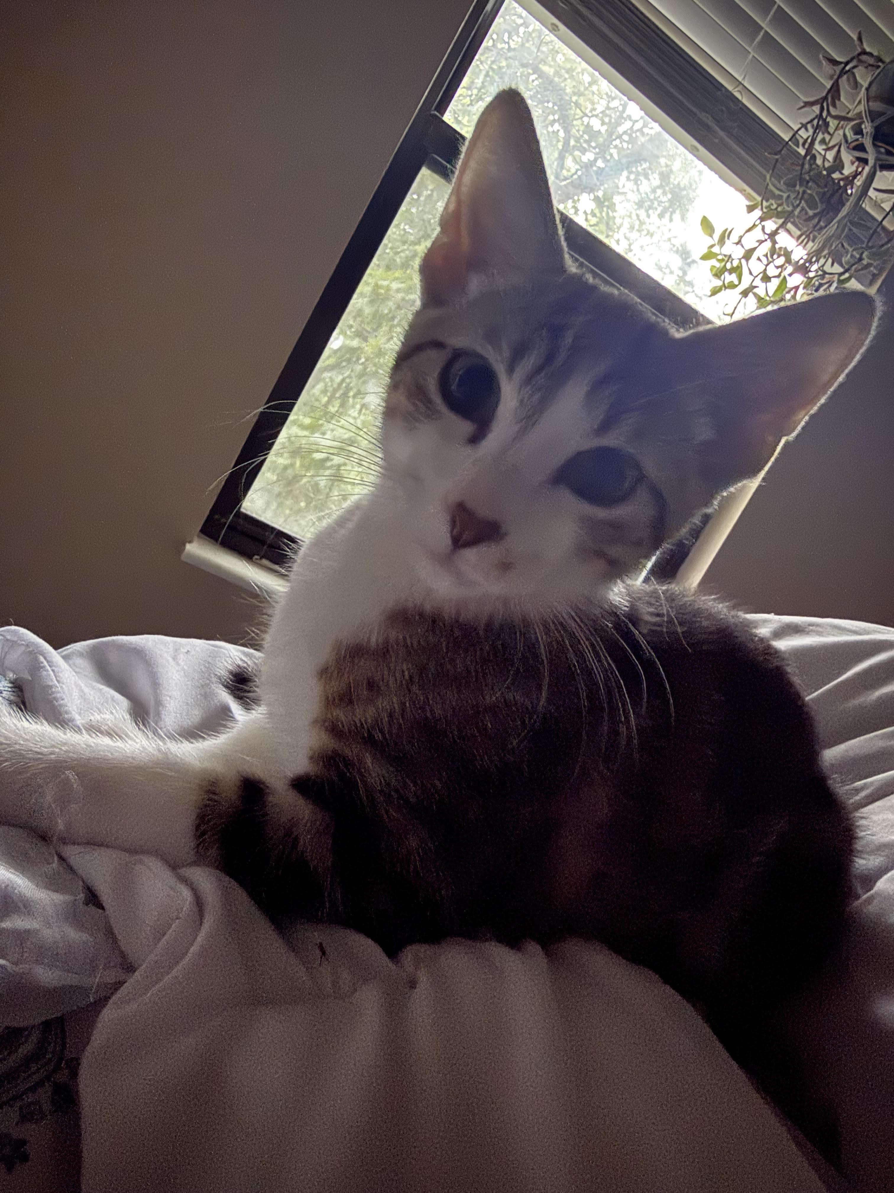 Enlarge Baylor, a Adoptable Domestic Short Hair in Herculaneum, MO image 1/3