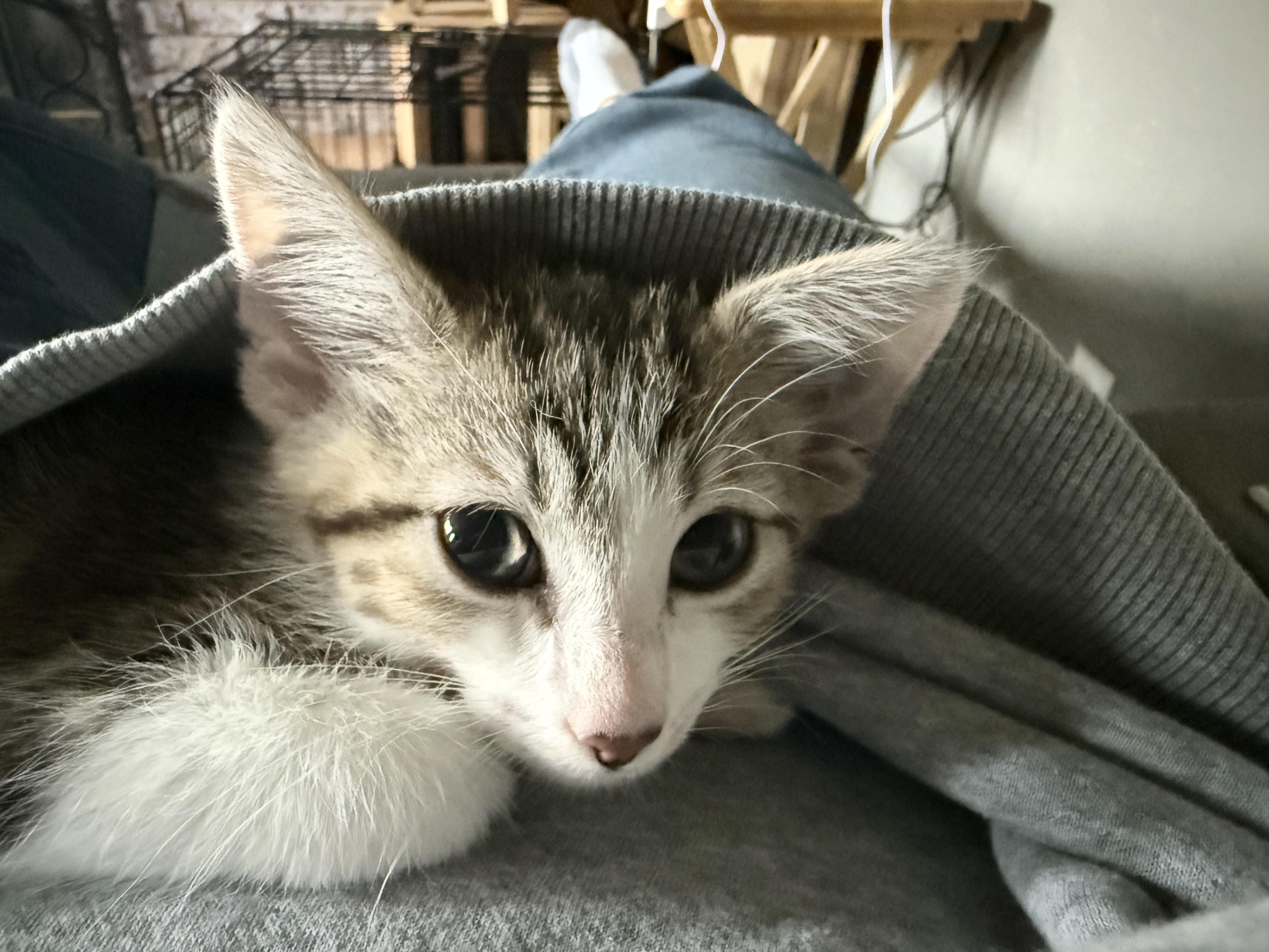 Enlarge Baylor, a Adoptable Domestic Short Hair in Herculaneum, MO image 2/3