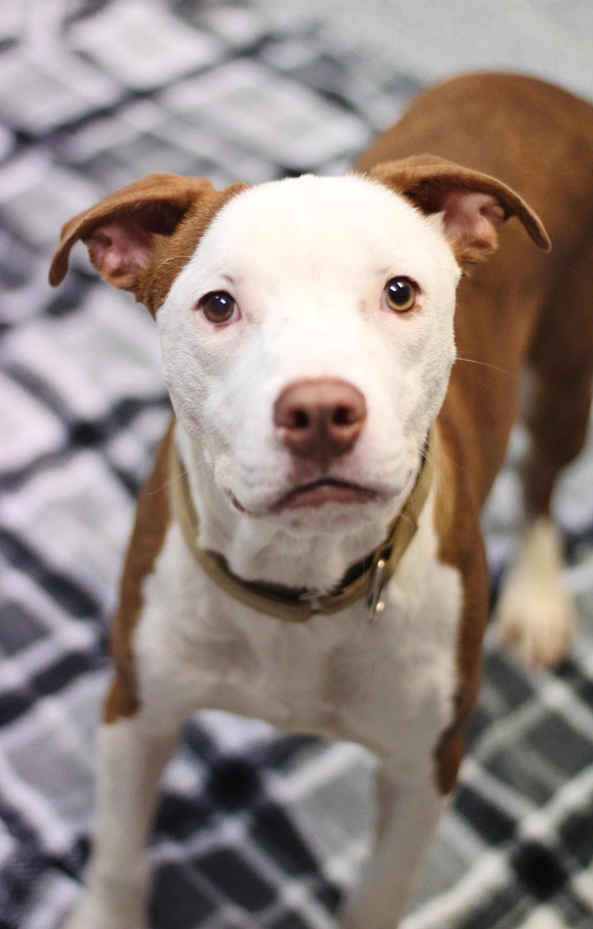 Tokola in NH! Come Meet our Adoptable Dogs Wednesday-Saturday. More info in Bio!