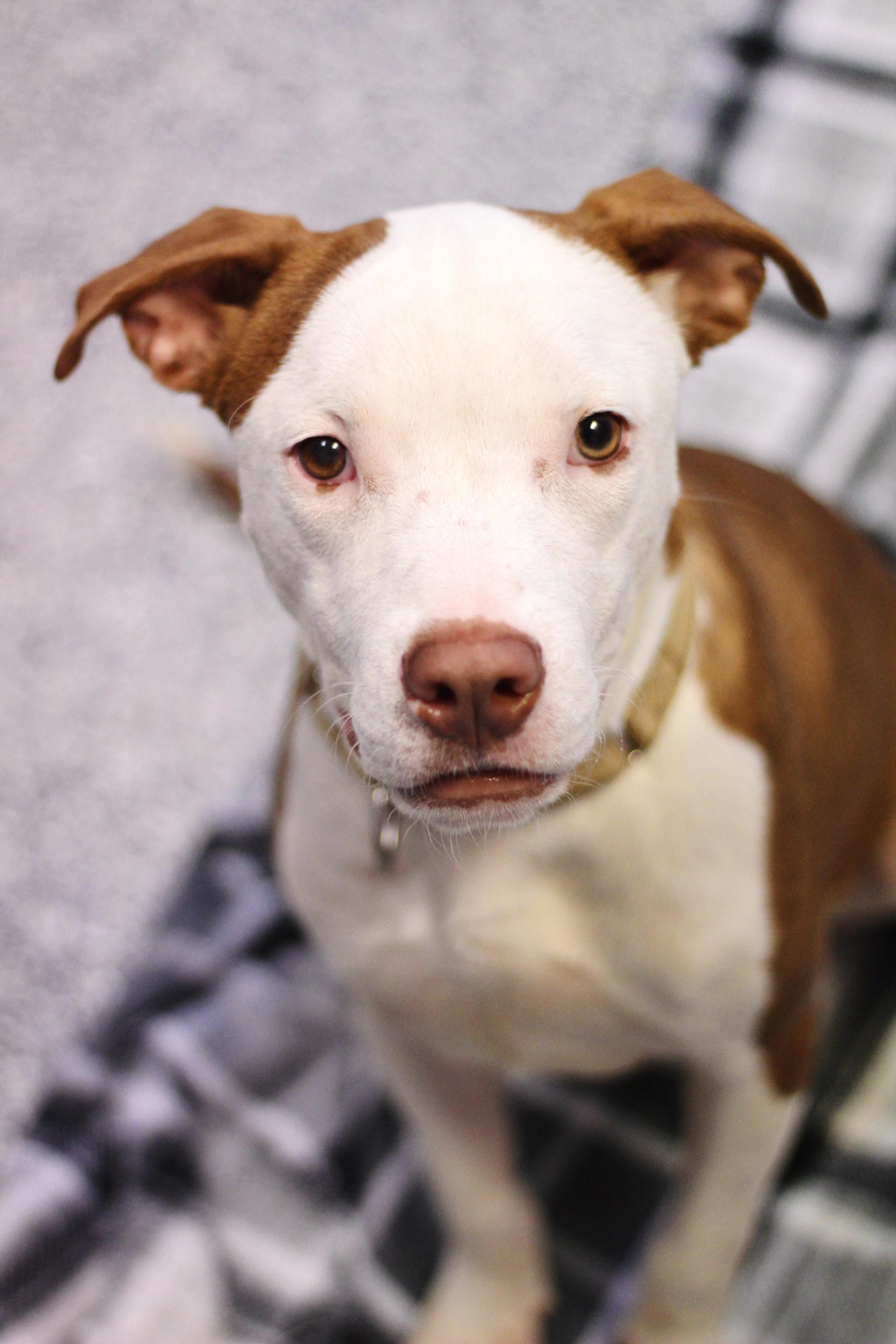 Tokola in NH! Come Meet our Adoptable Dogs Wednesday-Saturday. More info in Bio!