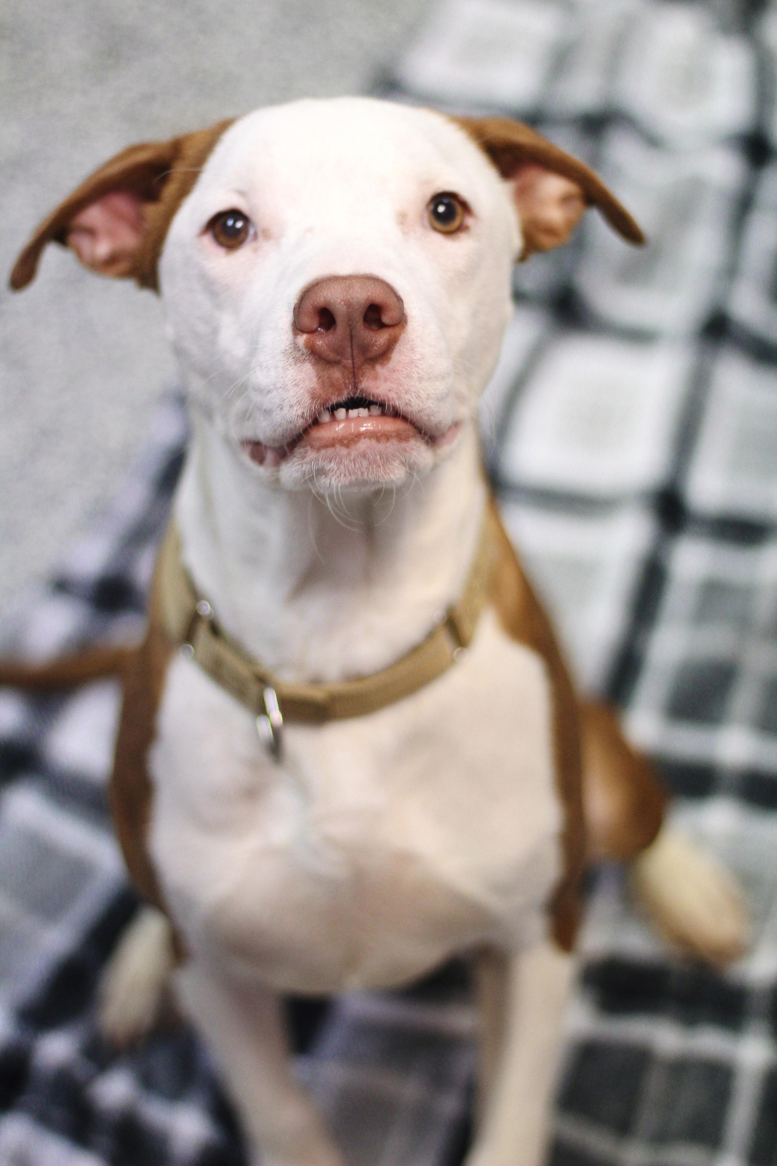 Tokola in NH! Come Meet our Adoptable Dogs Wednesday-Saturday. More info in Bio!