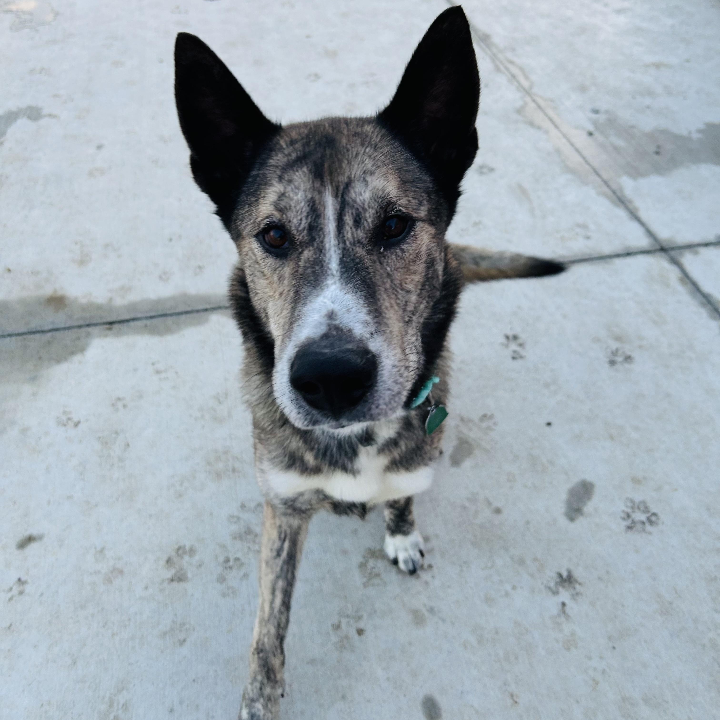 Huey, adopted, Adult Male Shepherd.