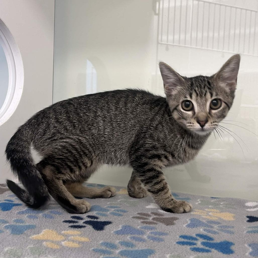 Diva, Adoptable, Kitten Female Domestic Short Hair.