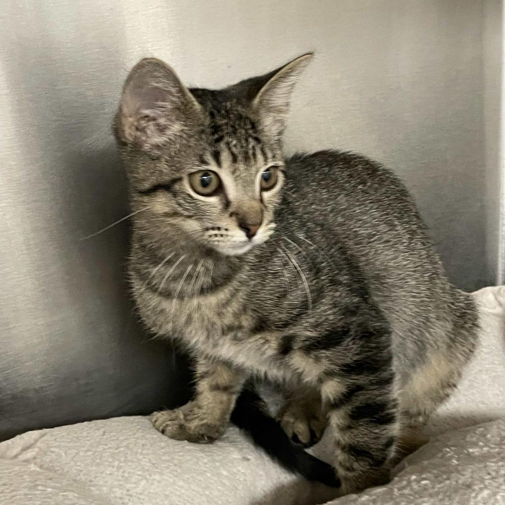Enlarge Diva, a Adoptable Domestic Short Hair in Beaumont, TX image 2/4