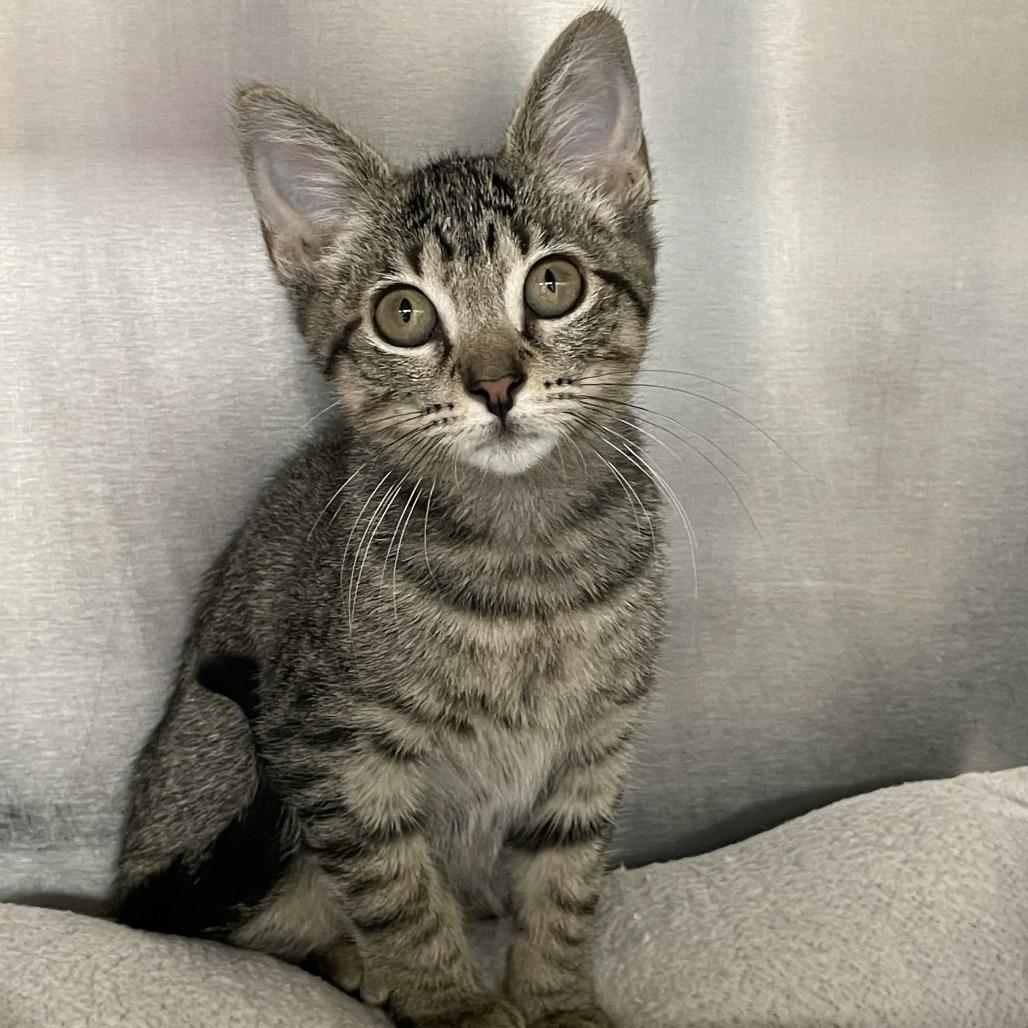 Enlarge Diva, a Adoptable Domestic Short Hair in Beaumont, TX image 3/4
