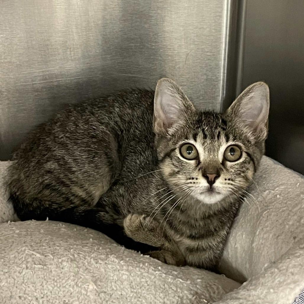 Enlarge Diva, a Adoptable Domestic Short Hair in Beaumont, TX image 4/4