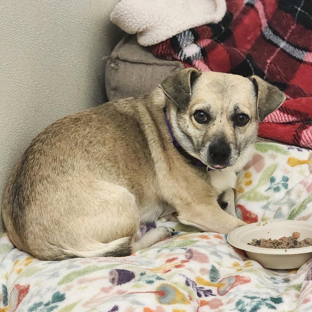 Teddy- Chino Hills Location, Adoptable, Adult Male Chihuahua & Terrier.