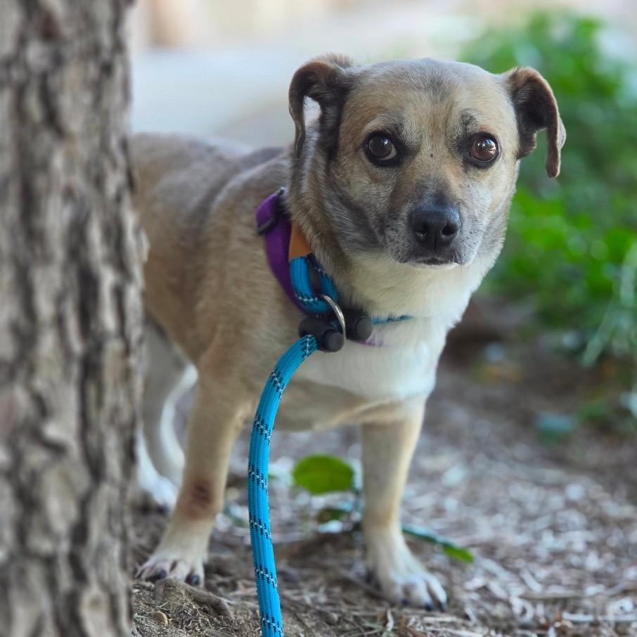 Teddy- Chino Hills Location, a Adoptable mixed breed in Chino Hills, CA image 2/6