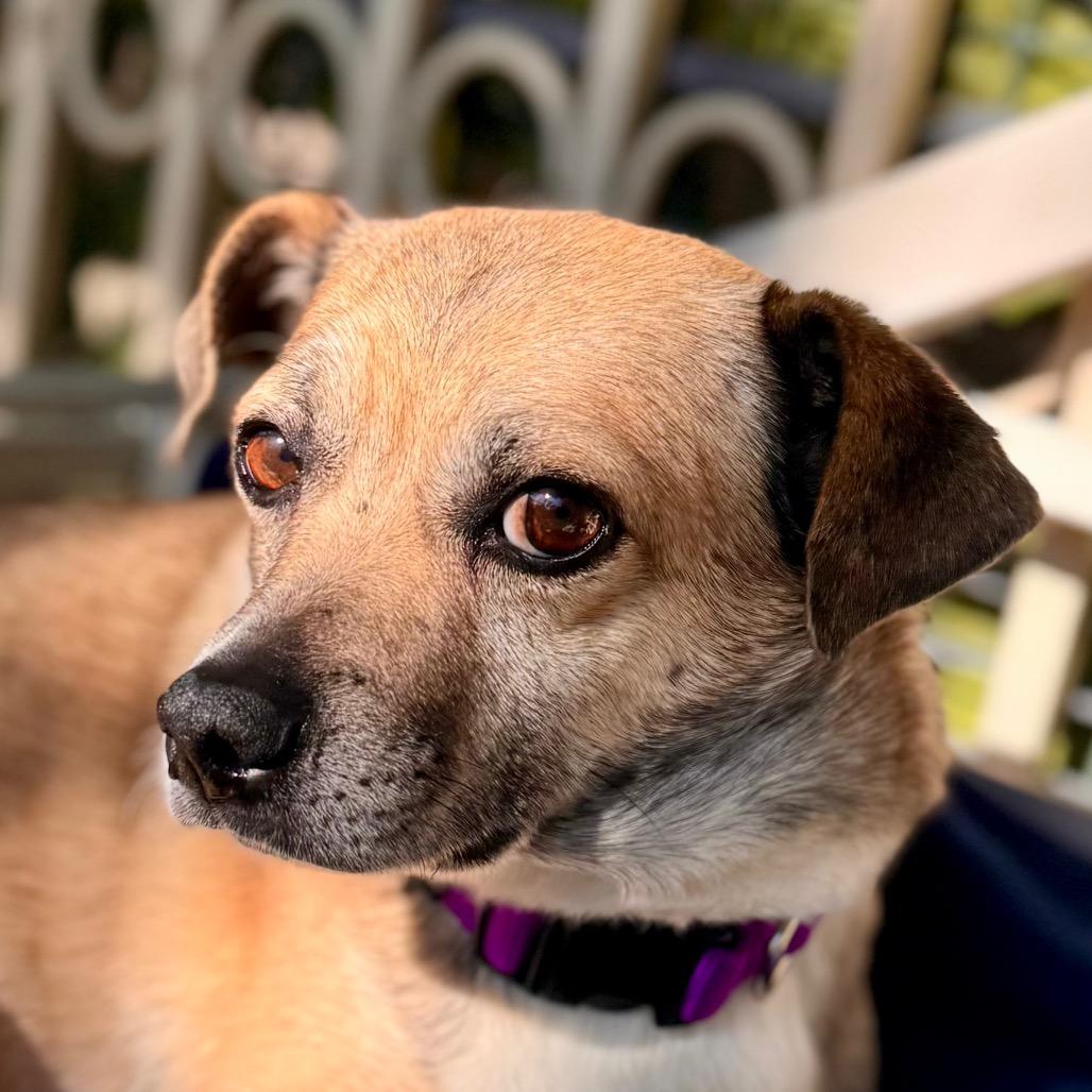 Teddy- Chino Hills Location, a Adoptable mixed breed in Chino Hills, CA image 3/6