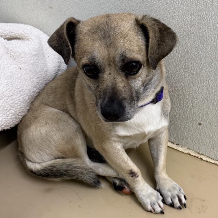 Teddy- Chino Hills Location, a Adoptable mixed breed in Chino Hills, CA image 4/6