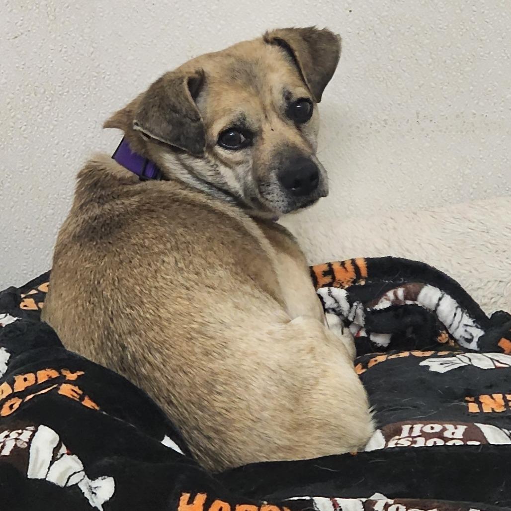 Teddy- Chino Hills Location, a Adoptable mixed breed in Chino Hills, CA image 5/6