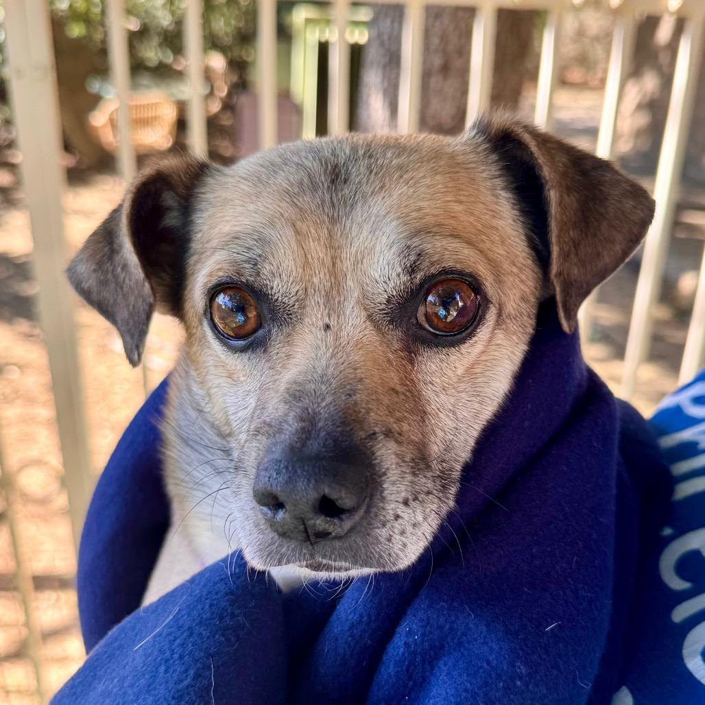 Teddy- Chino Hills Location, a Adoptable mixed breed in Chino Hills, CA image 6/6