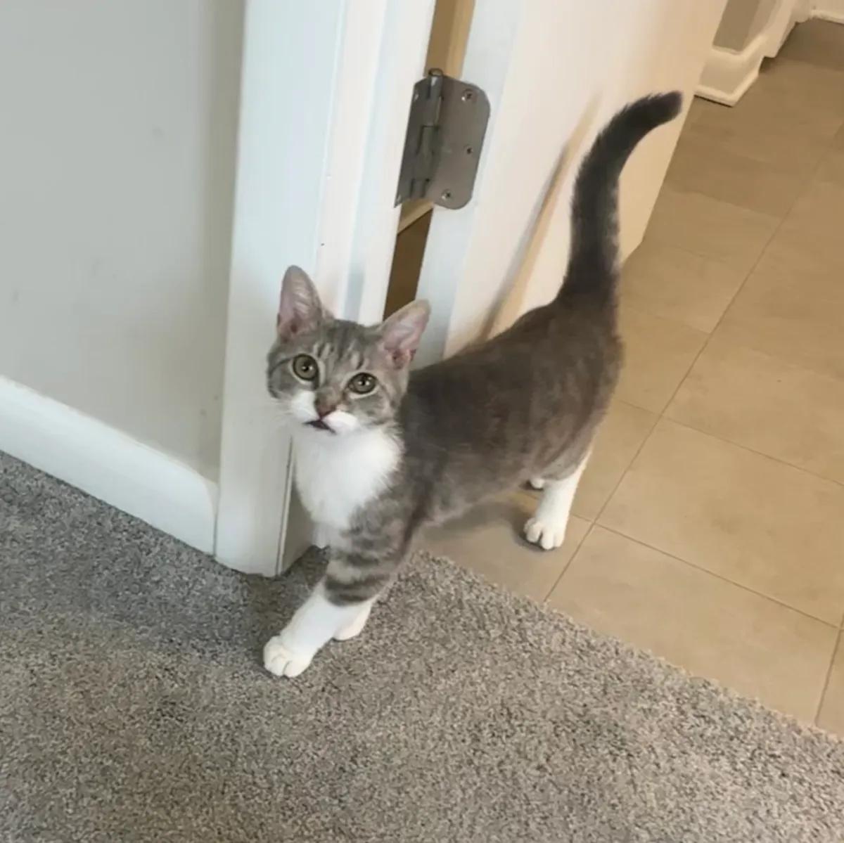 Gazelle, ADOPTABLE, Young Female Domestic Medium Hair.