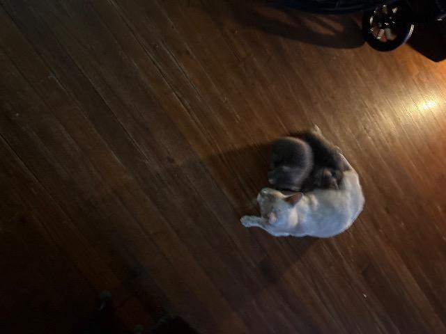 Javadi, Adoptable, Kitten Female Domestic Short Hair.