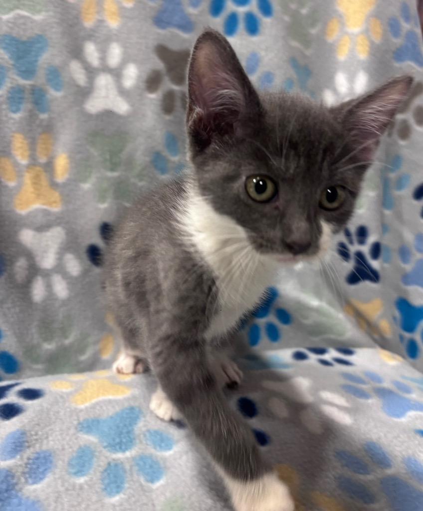 Javadi, a Adoptable mixed breed in Corpus Christi, TX image 3/3