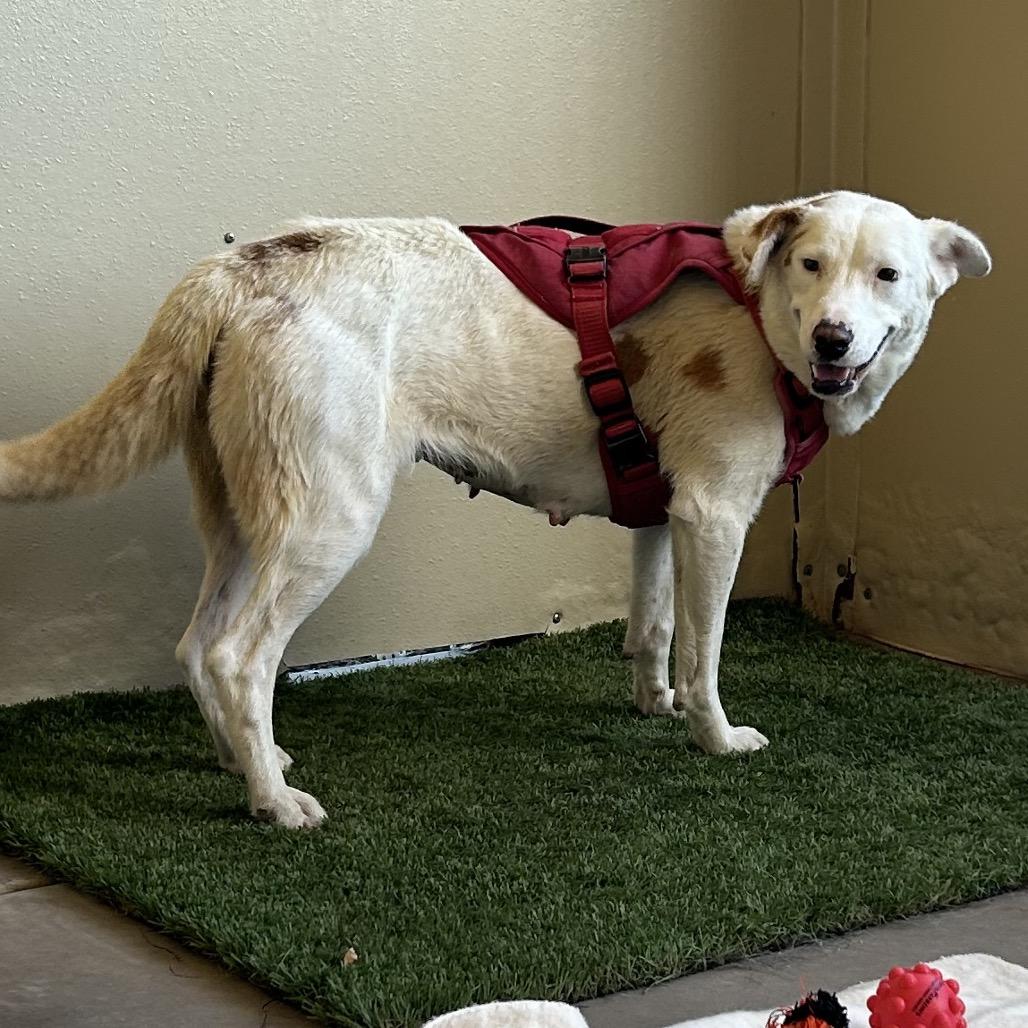 Quinn - in foster, Adoptable, Adult Female Cattle Dog & Mixed Breed.