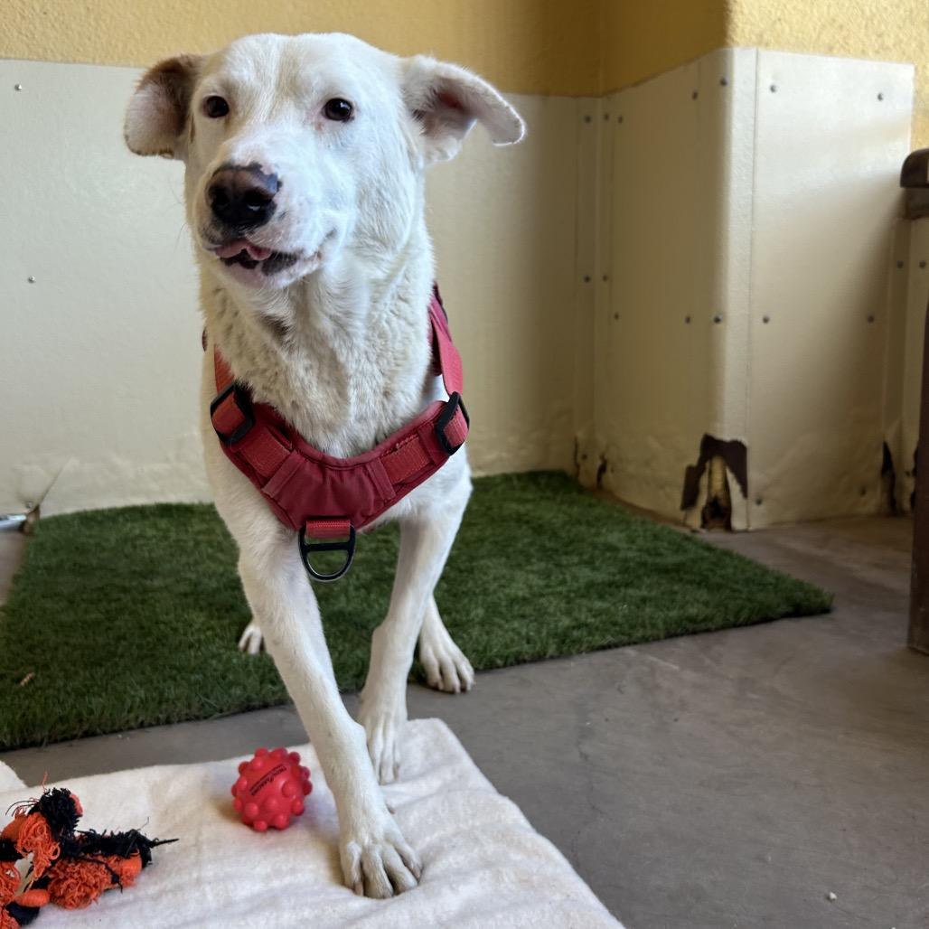 Quinn - in foster, a Adoptable mixed breed in Flagstaff, AZ image 2/6