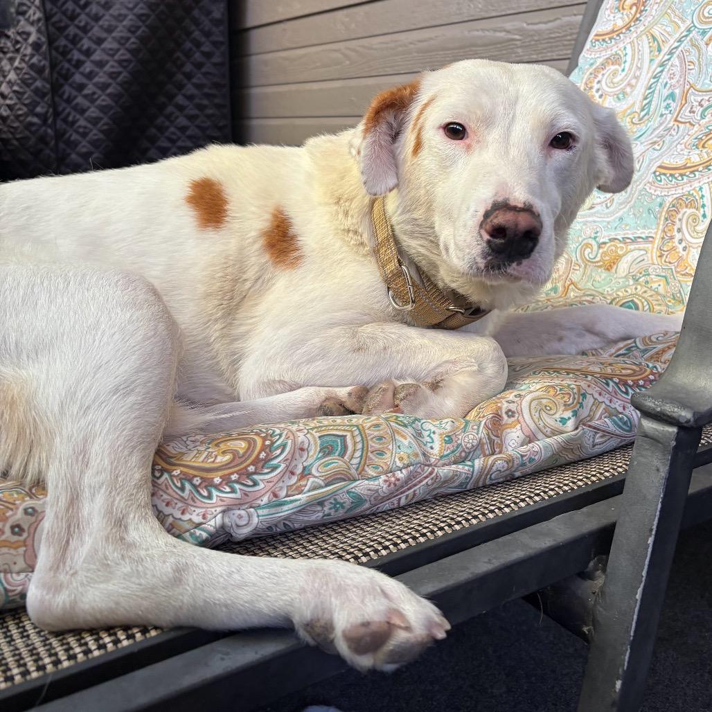 Quinn - in foster, a Adoptable mixed breed in Flagstaff, AZ image 3/6