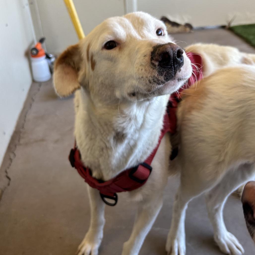 Quinn - in foster, a Adoptable mixed breed in Flagstaff, AZ image 4/6