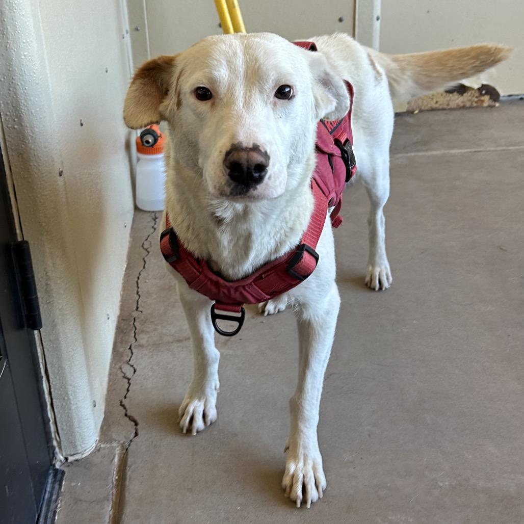 Quinn - in foster, a Adoptable mixed breed in Flagstaff, AZ image 5/6
