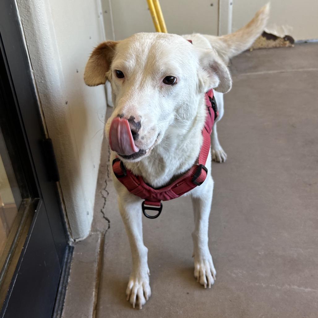 Quinn - in foster, a Adoptable mixed breed in Flagstaff, AZ image 6/6