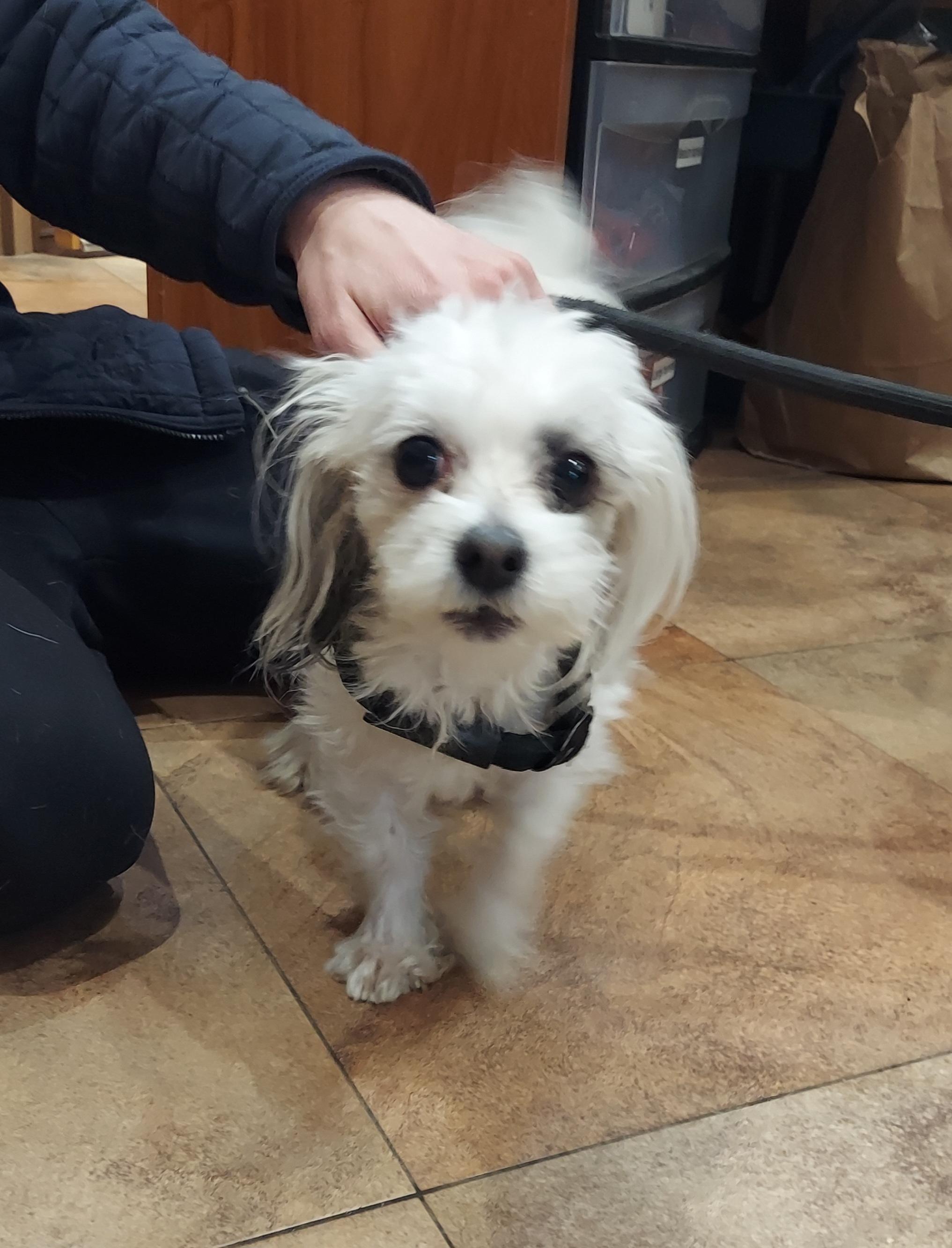 #44 Mitch, ADOPTABLE, Adult Male Shih Tzu & Maltese.