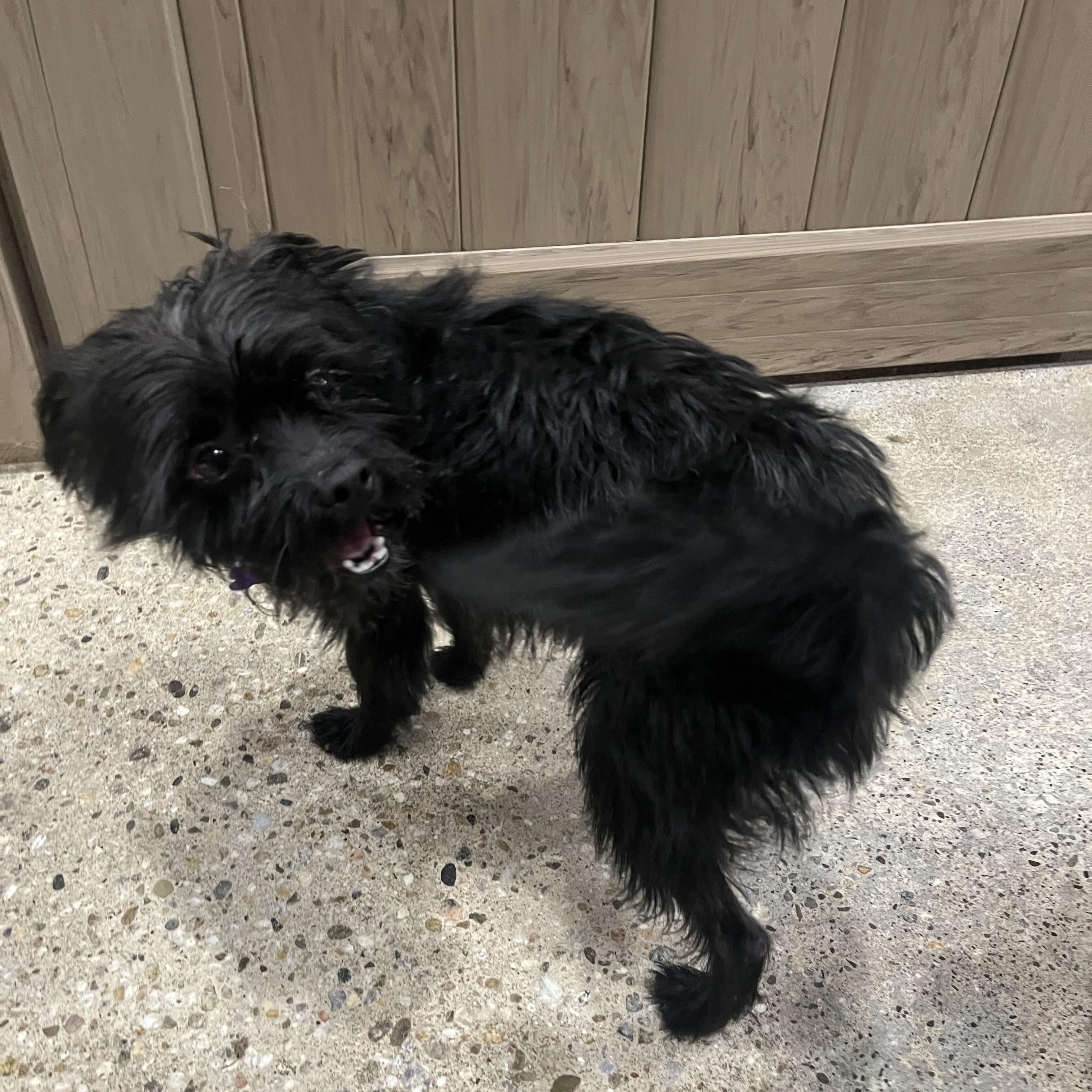 Kato Pawsworth, ADOPTABLE, Adult Male Terrier.