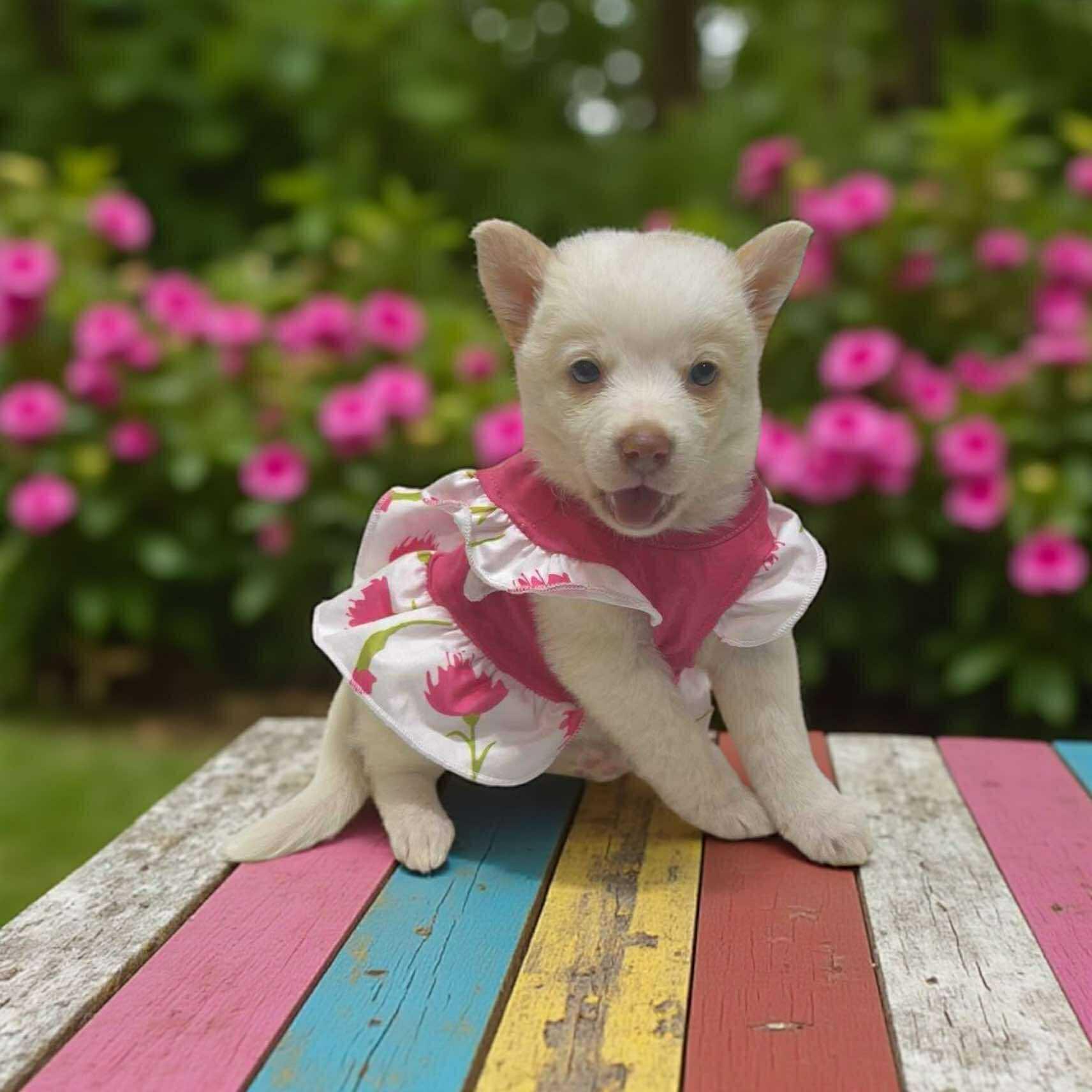 Dog for adoption - Breeze, a Terrier Mix in Buffalo, NY | Petfinder