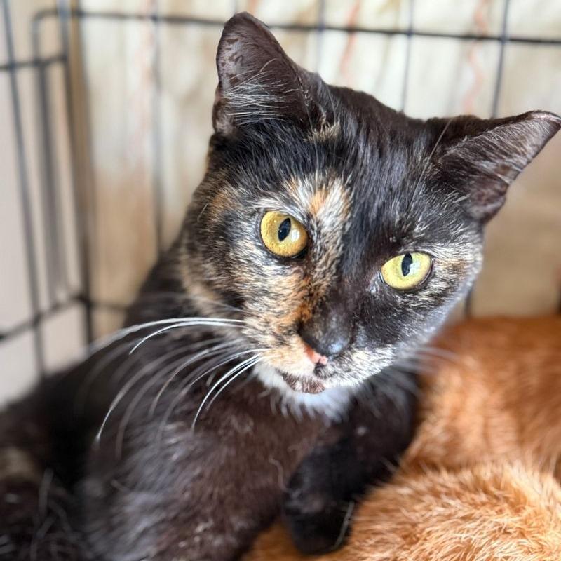 Enlarge Sammie, a Adoptable Domestic Short Hair in Boston, MA image 3/4