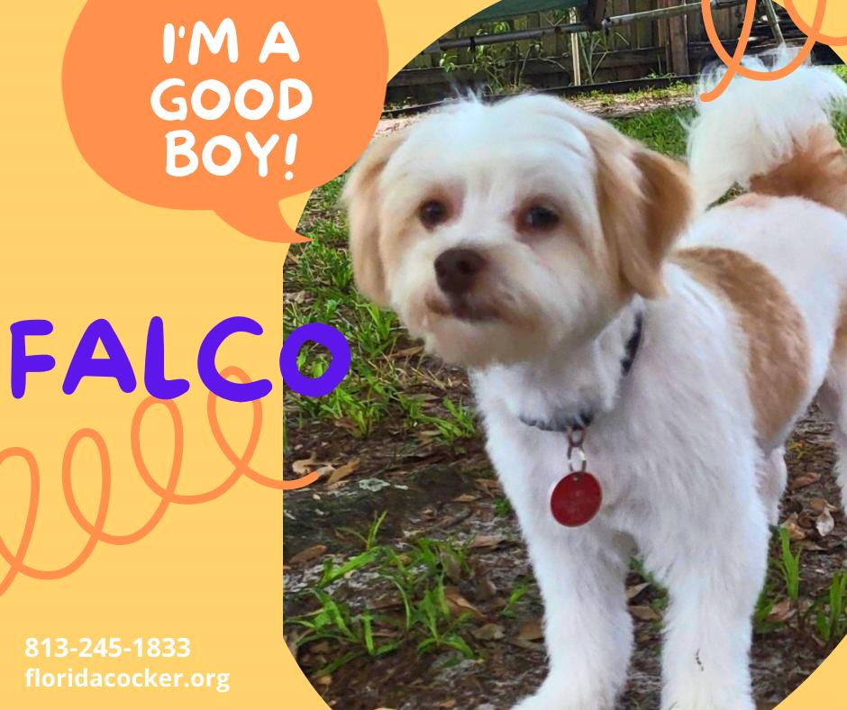 Falco, ADOPTABLE, Adult Male Maltese.