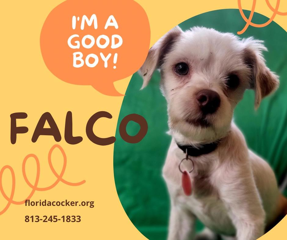 Enlarge Falco, a ADOPTABLE mixed breed in Land O Lakes, FL image 1/1