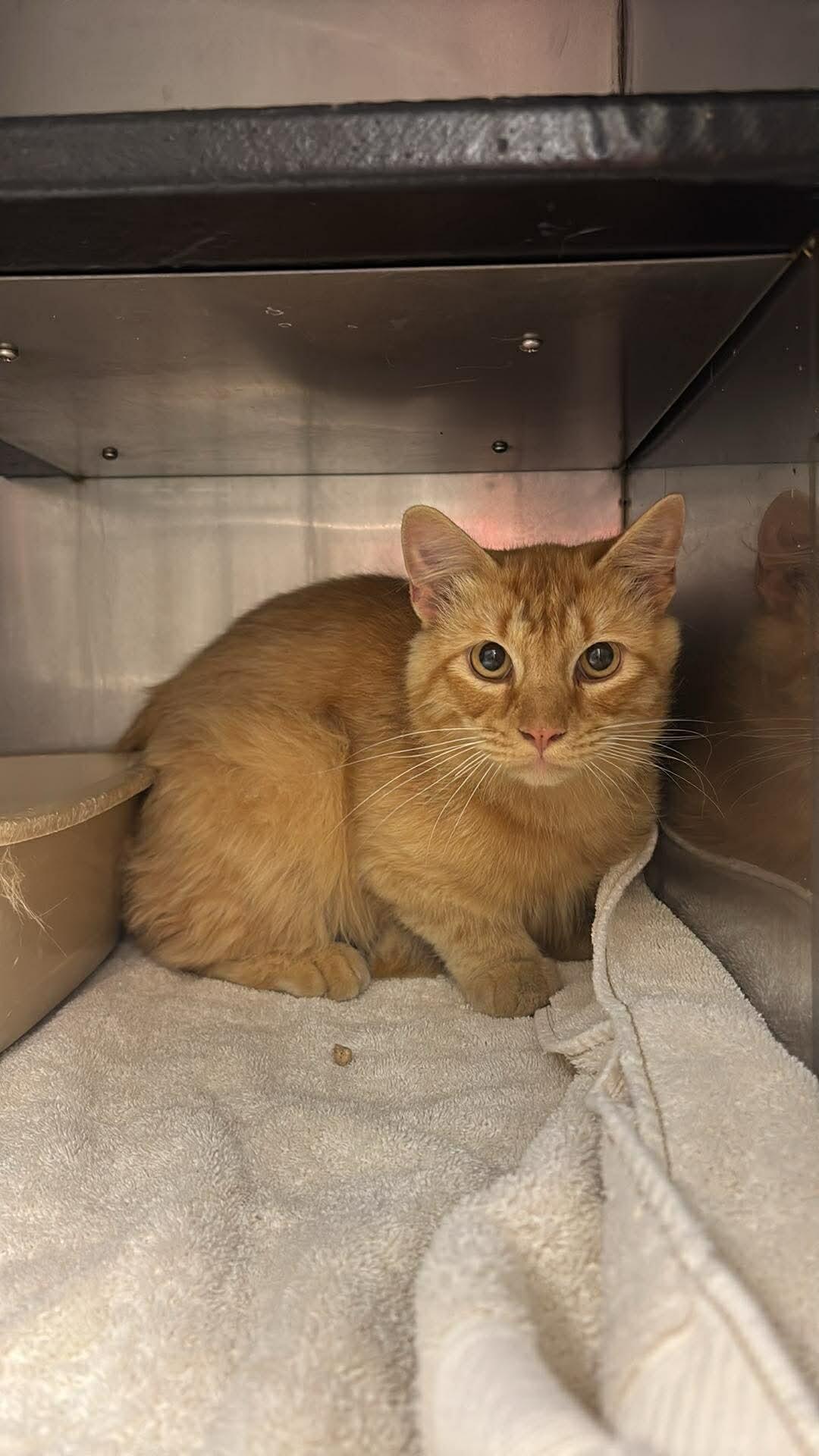 Mango, Adoptable, Adult Male Domestic Short Hair.