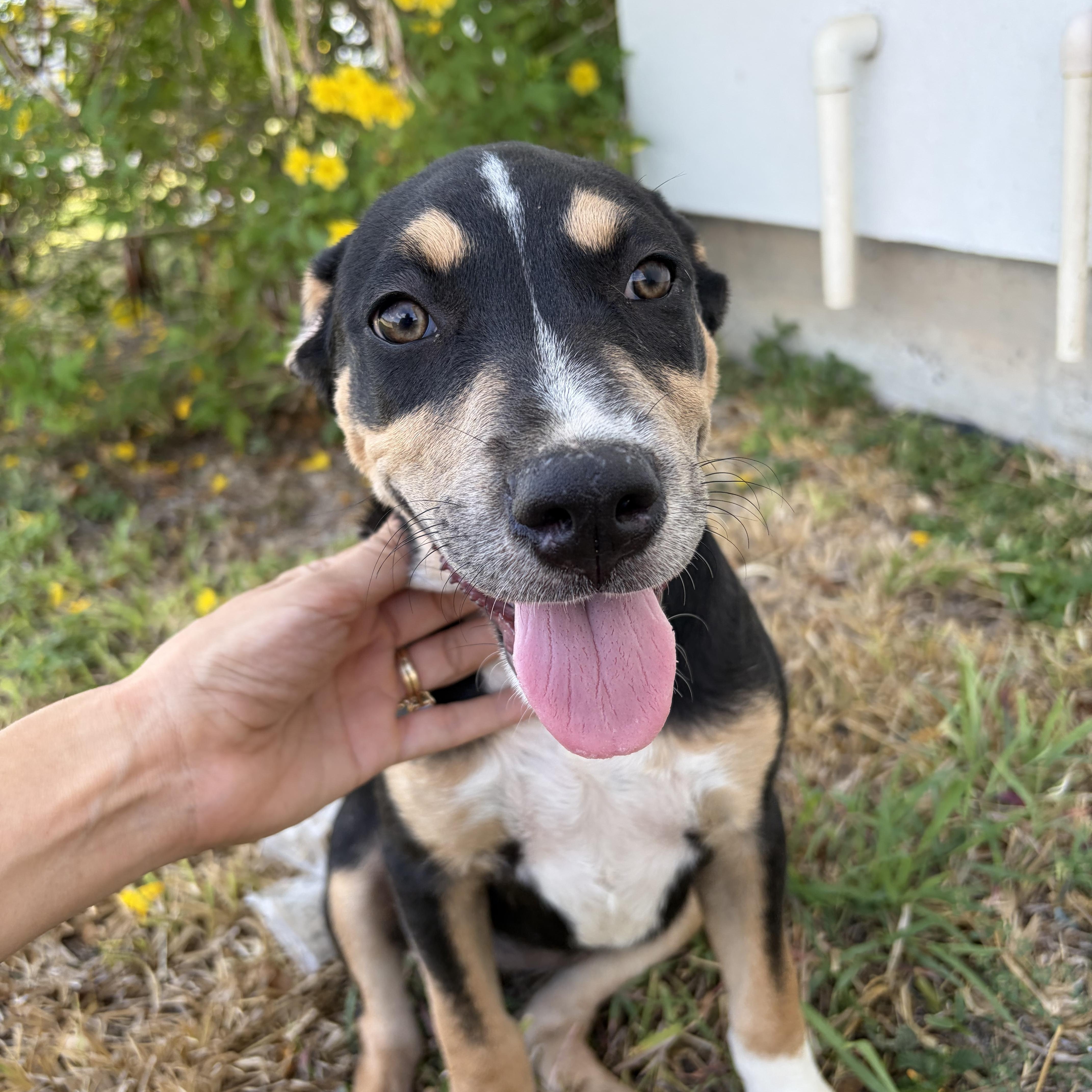 Enlarge Dottie, a Adoptable mixed breed in Stanfordville, NY image 2/4