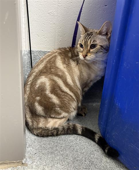 SASHA, Adoptable, Senior Female Bengal.