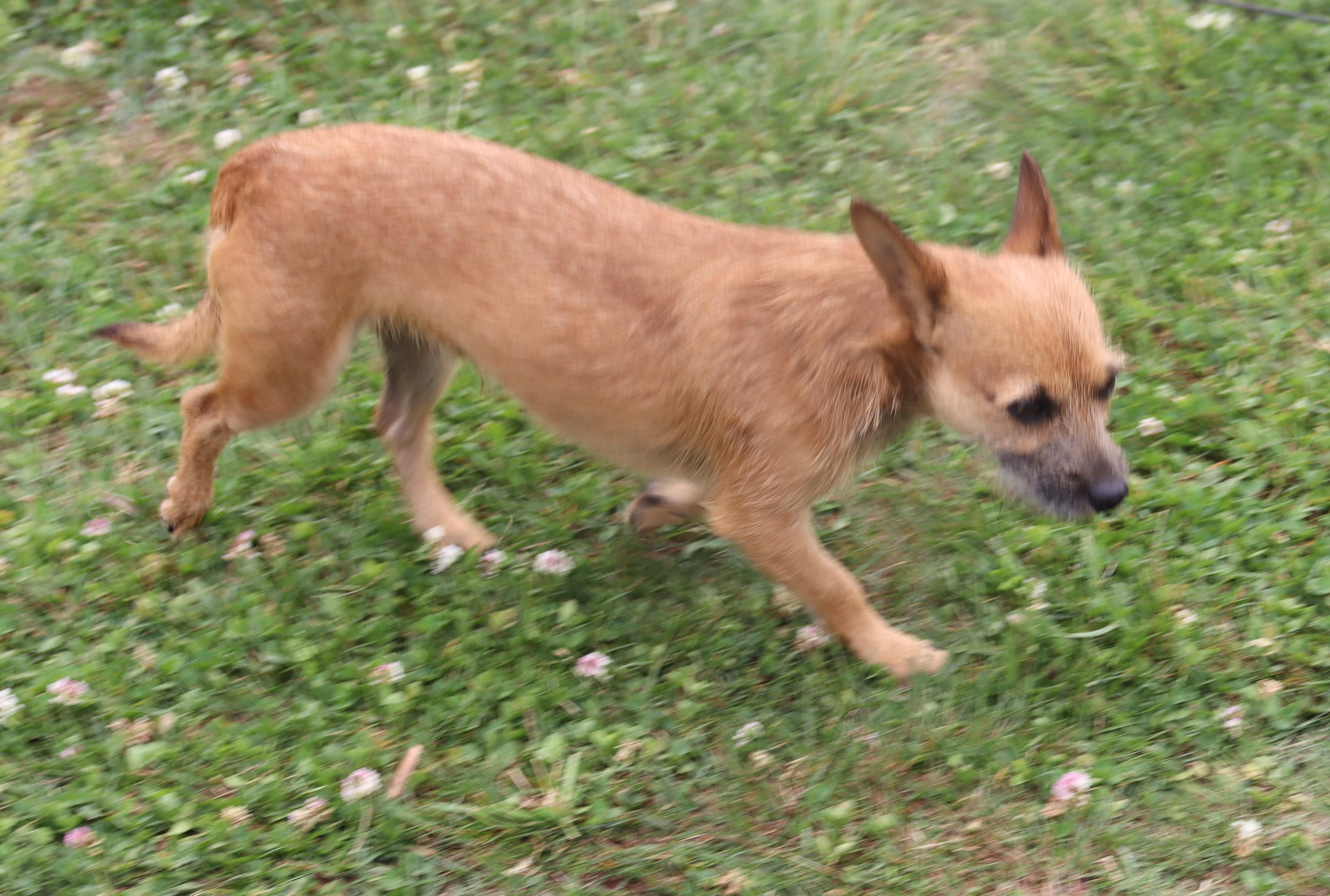 Enlarge Rascal, a Adoptable mixed breed in Hagerstown, MD image 4/6