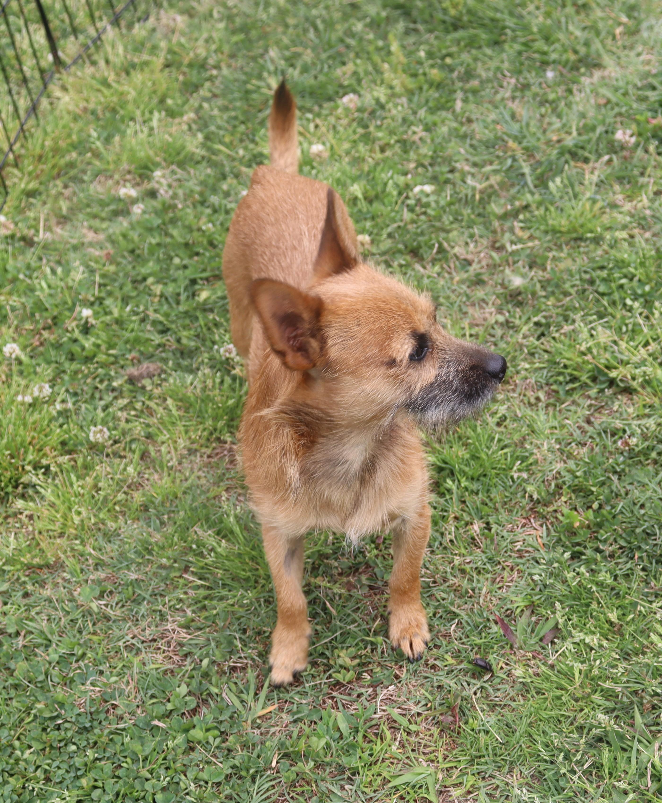 Enlarge Rascal, a Adoptable mixed breed in Hagerstown, MD image 5/6