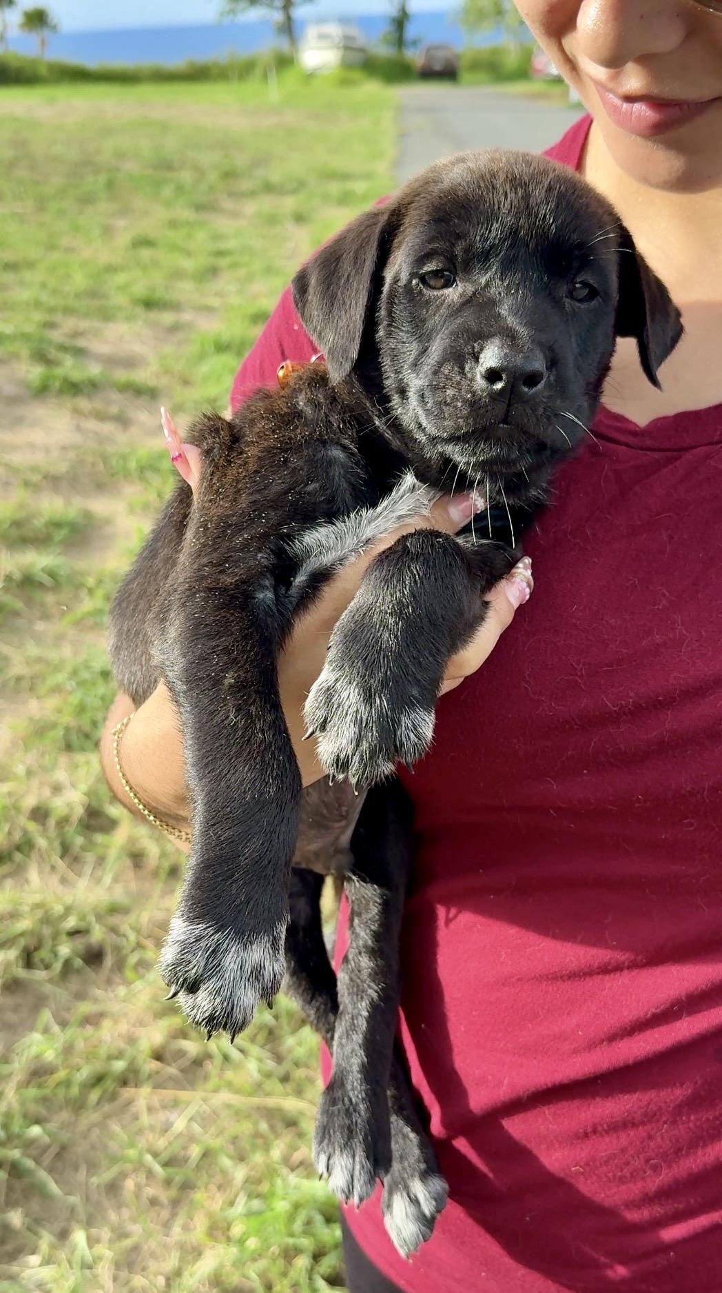 Enlarge Mr. Ozzy - Loving, Boy Puppy *LOW FEE*, a Adoptable mixed breed in Philadelphia, PA image 5/6